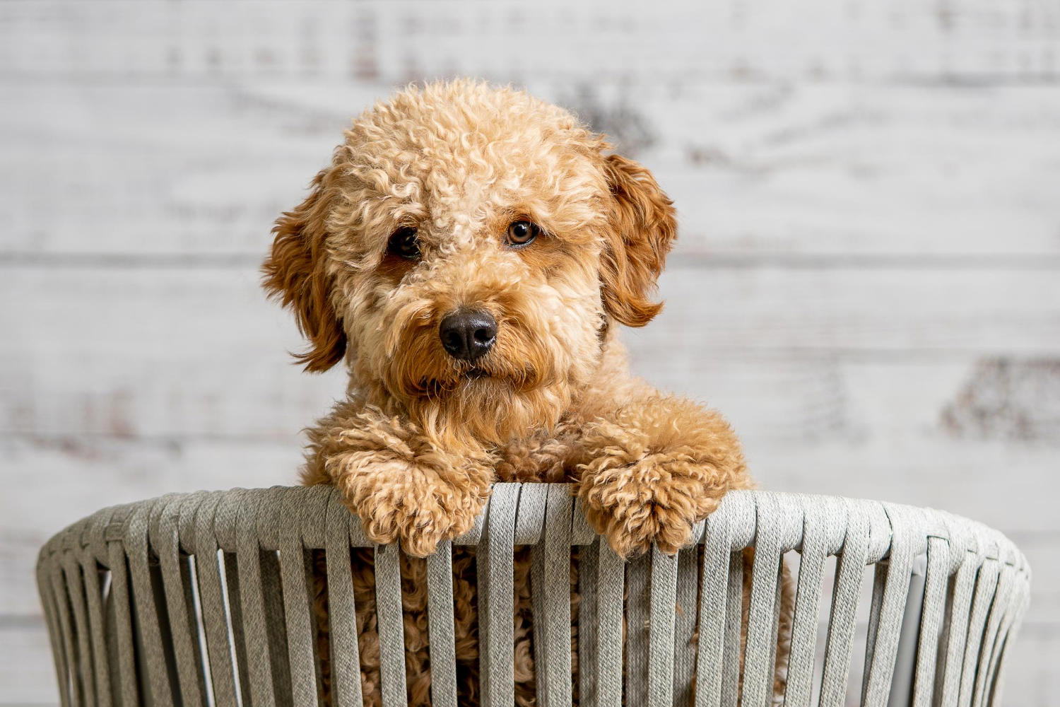 "The Ultimate Guide to Feeding Your Goldendoodle: What to Feed and What to Avoid"