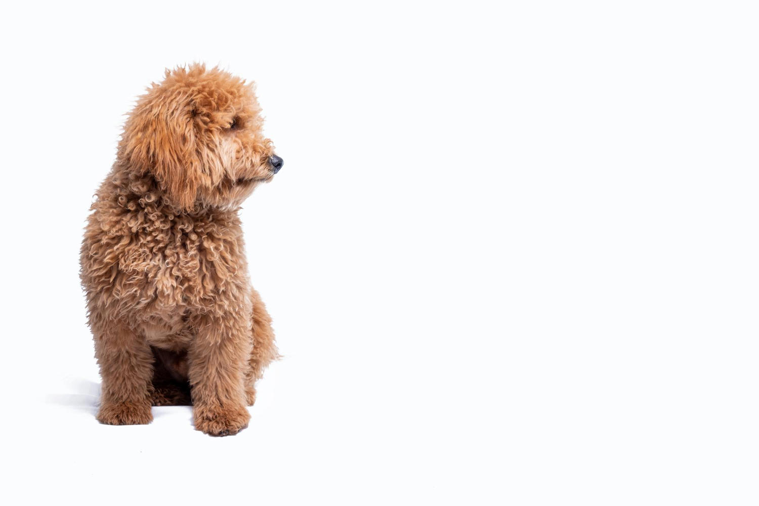 "The Top 5 Dog Food Options for Goldendoodles: Find the Perfect Fit for Your Furry Family Member"