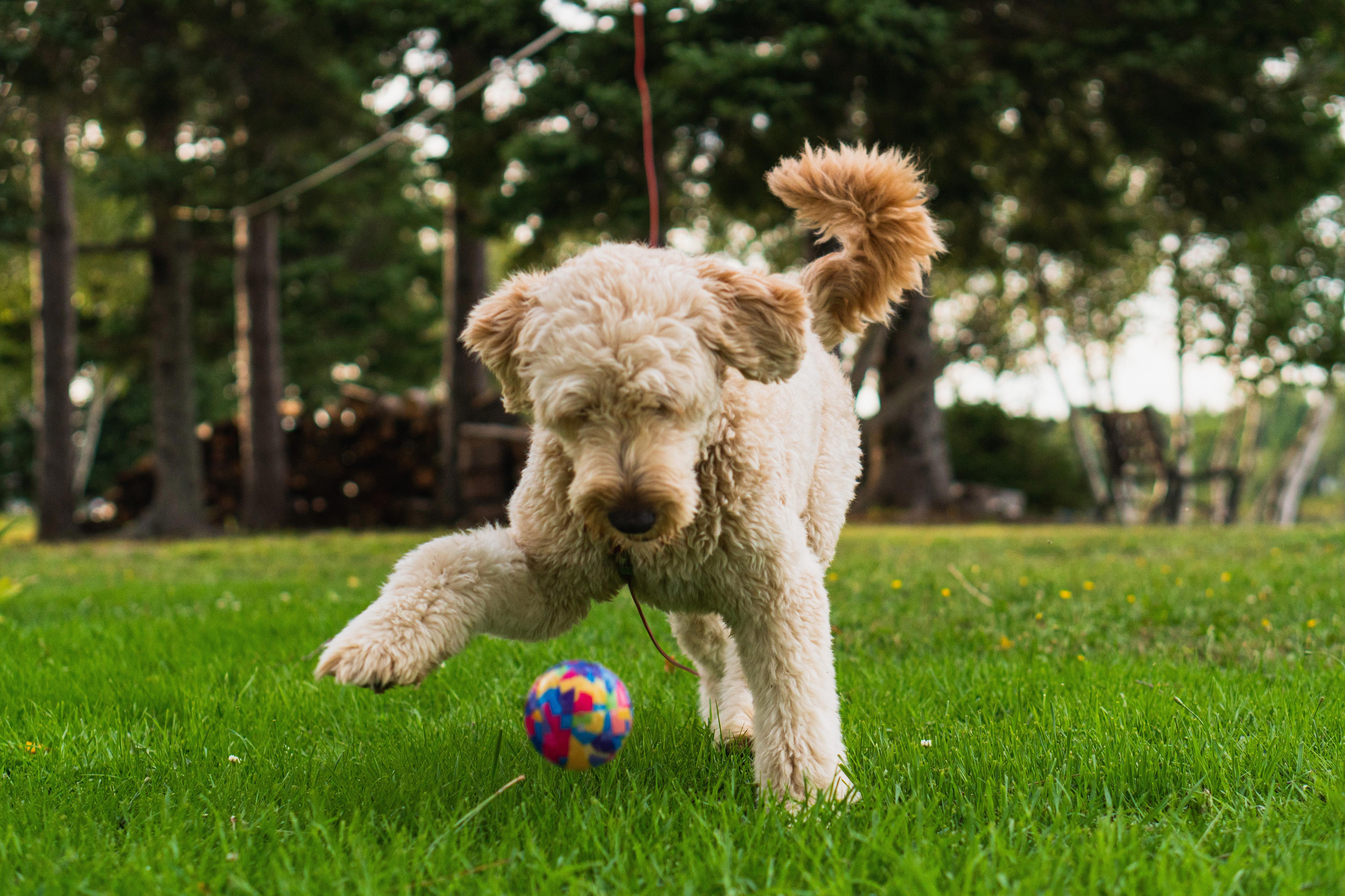 "Finding the Perfect Fit: How to Choose the Right Collar Size for Your Mini Goldendoodle Puppy"