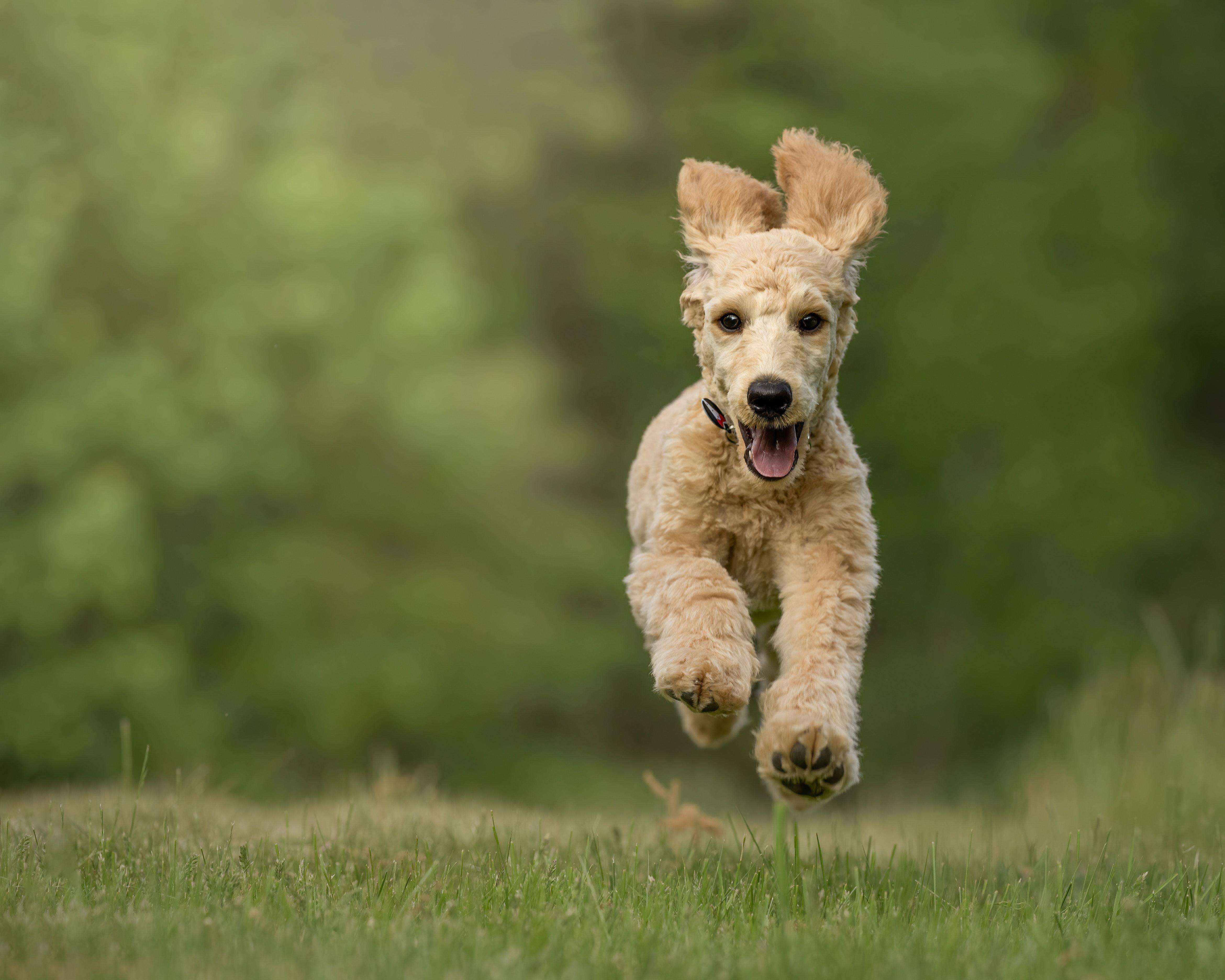 "Feeding a Goldendoodle Puppy: Tips for a Healthy Diet"
