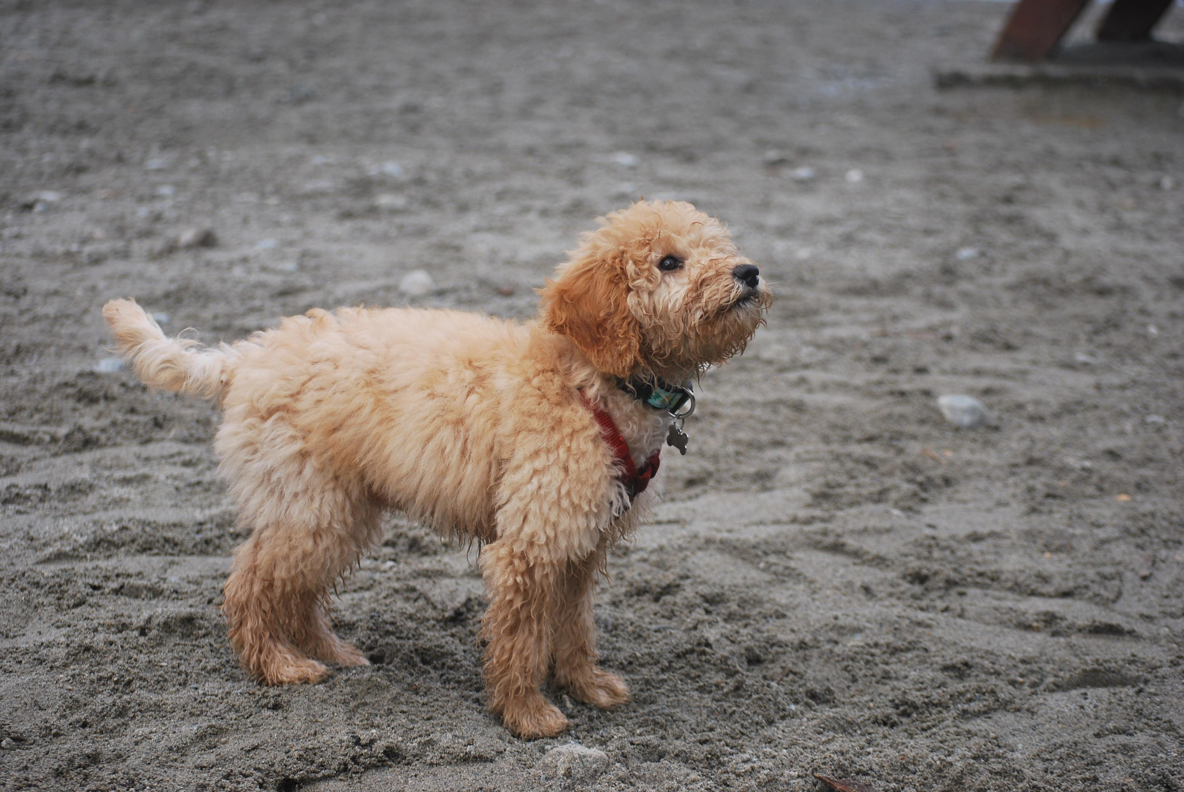 "How to Choose the Right Size Crate for Your Standard Goldendoodle"