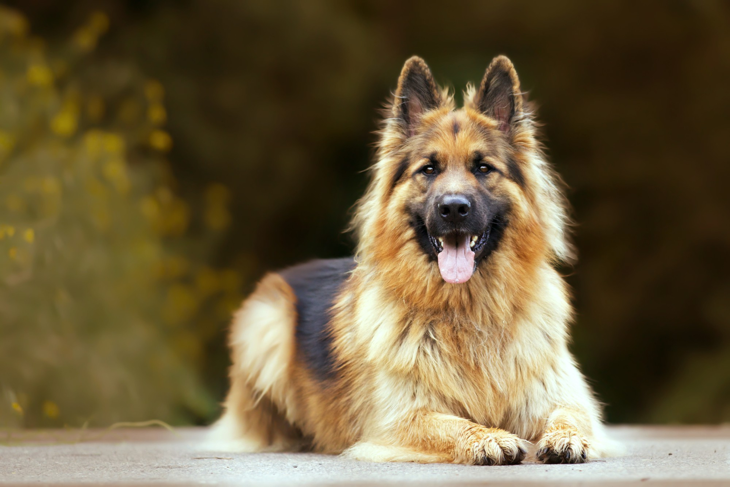 "How to Ensure a Harmonious Household by Introducing a German Shepherd to Other Pets"