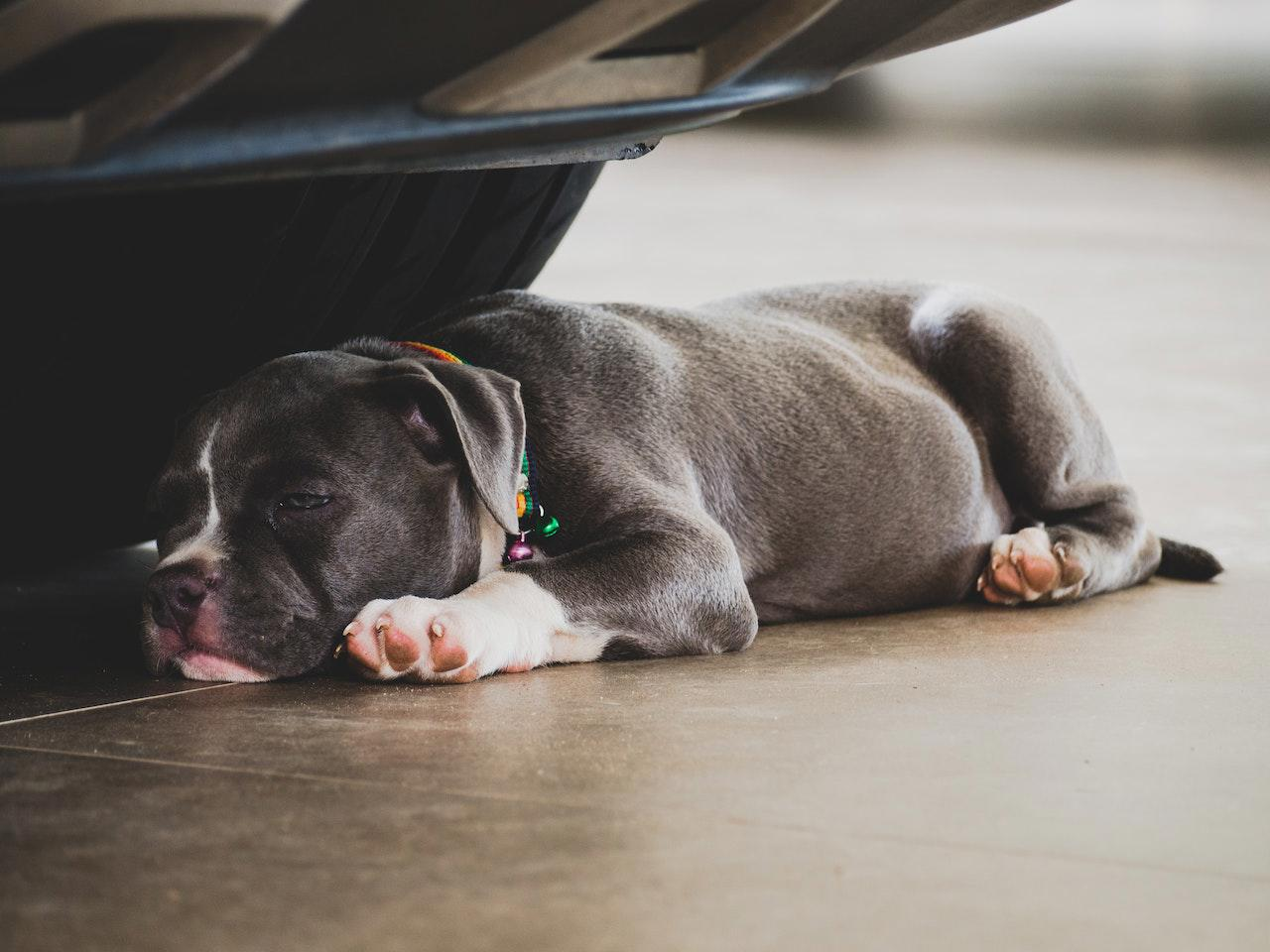 The Best Dog Food Options for Pitbull Puppy Health
