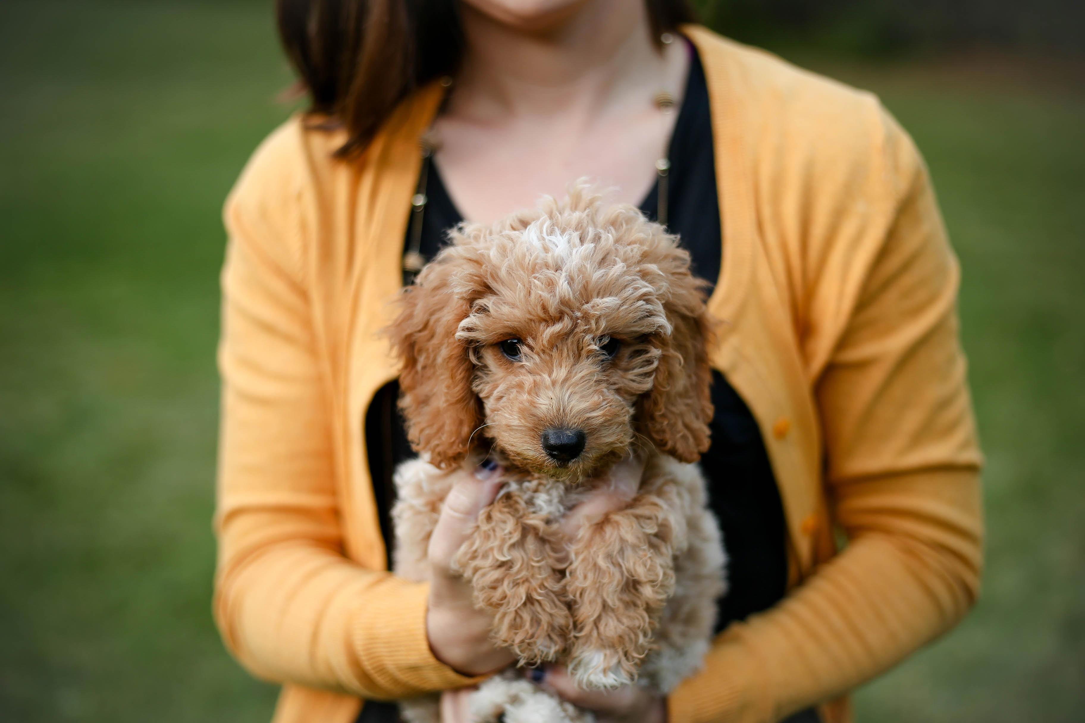 Understanding the Litter Size of Goldendoodle Puppies