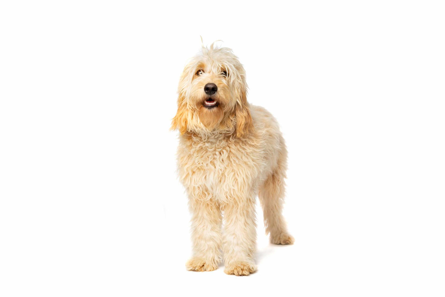 Calming Down Your Goldendoodle: Tips for Managing High-Energy Puppies
