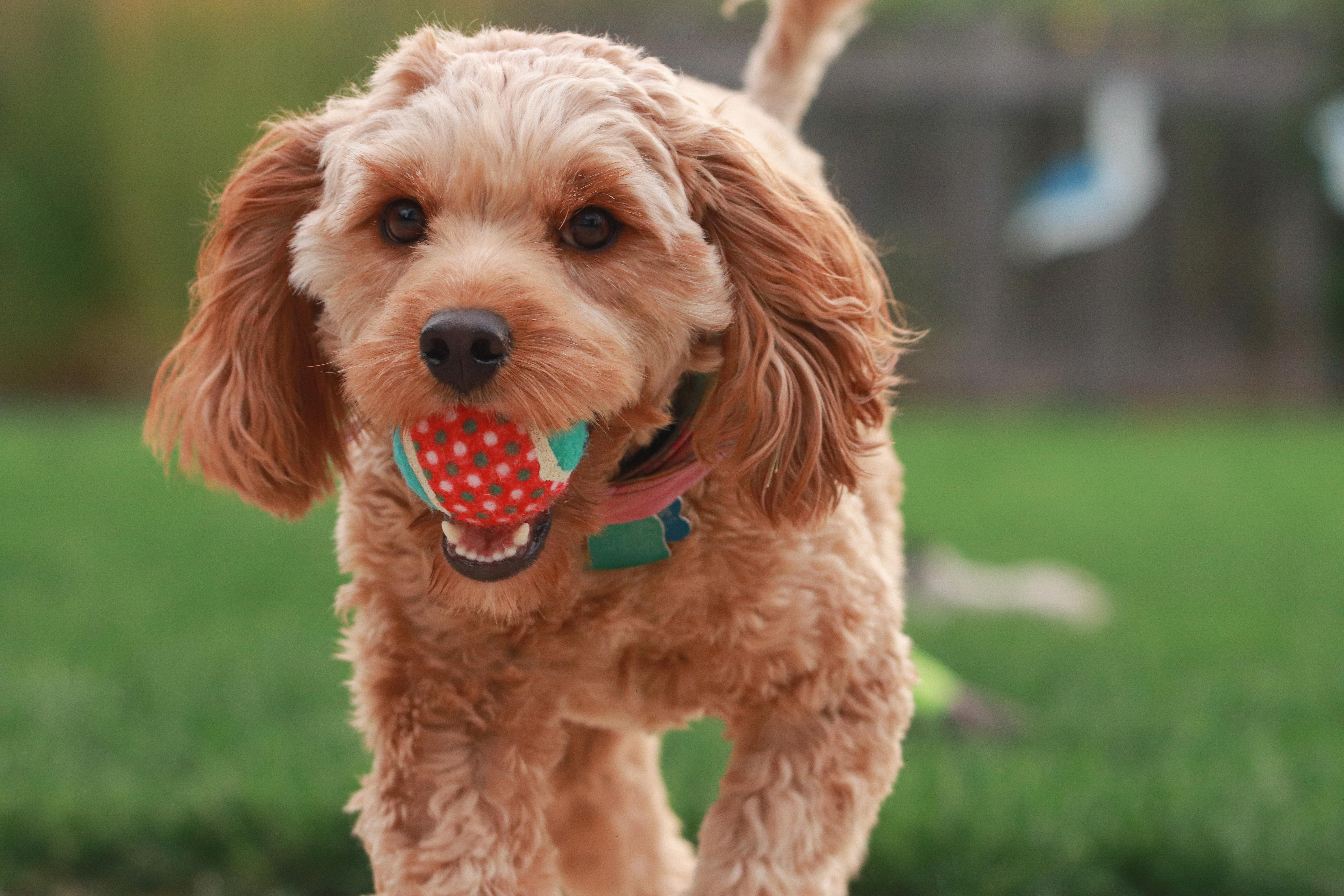 Unravelling the Mysteries of AKC Registration: Are Goldendoodles Recognized?
