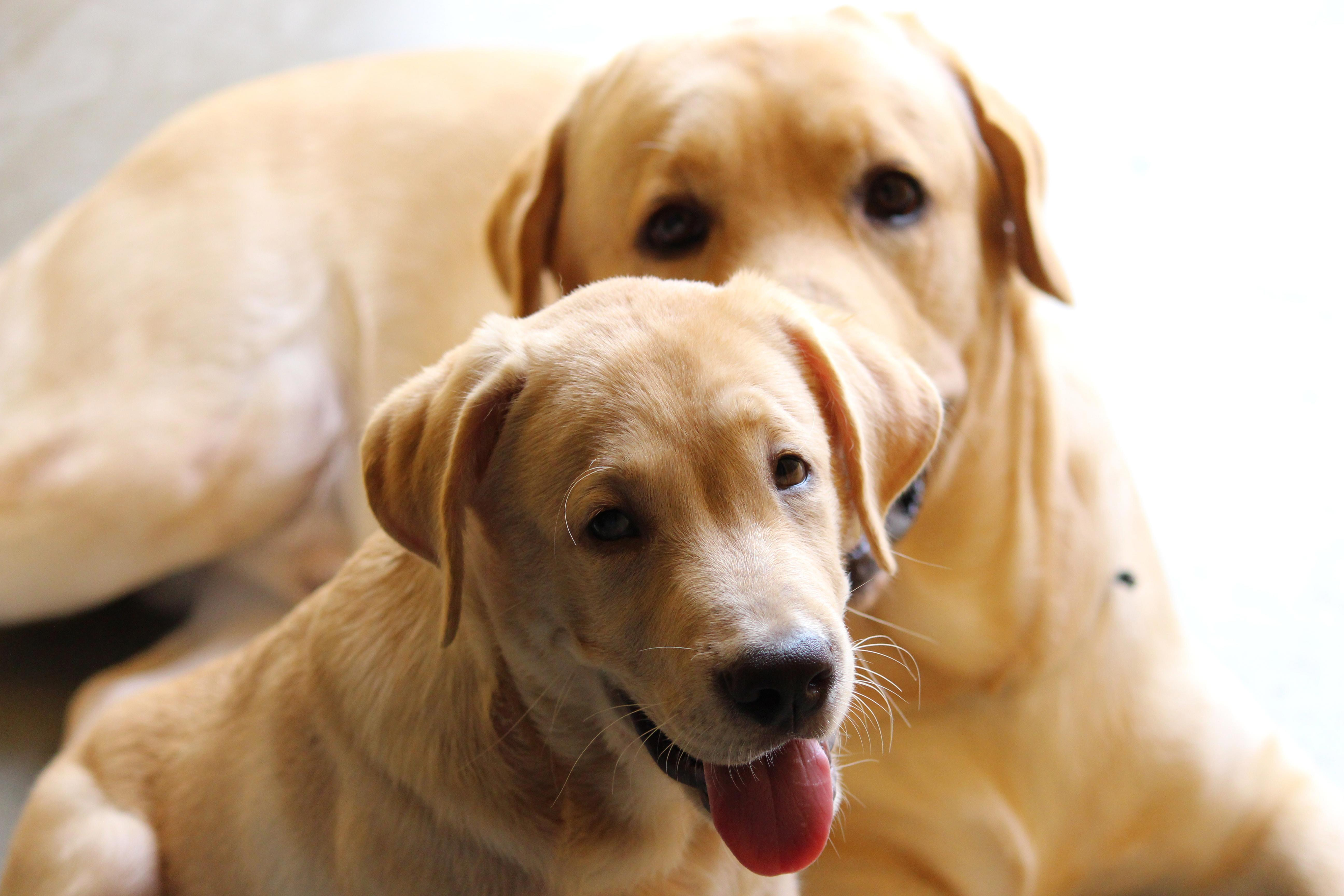 Are Labrador Retrievers an Ideal Choice for a Guard Dog? Discover the Benefits and Drawbacks