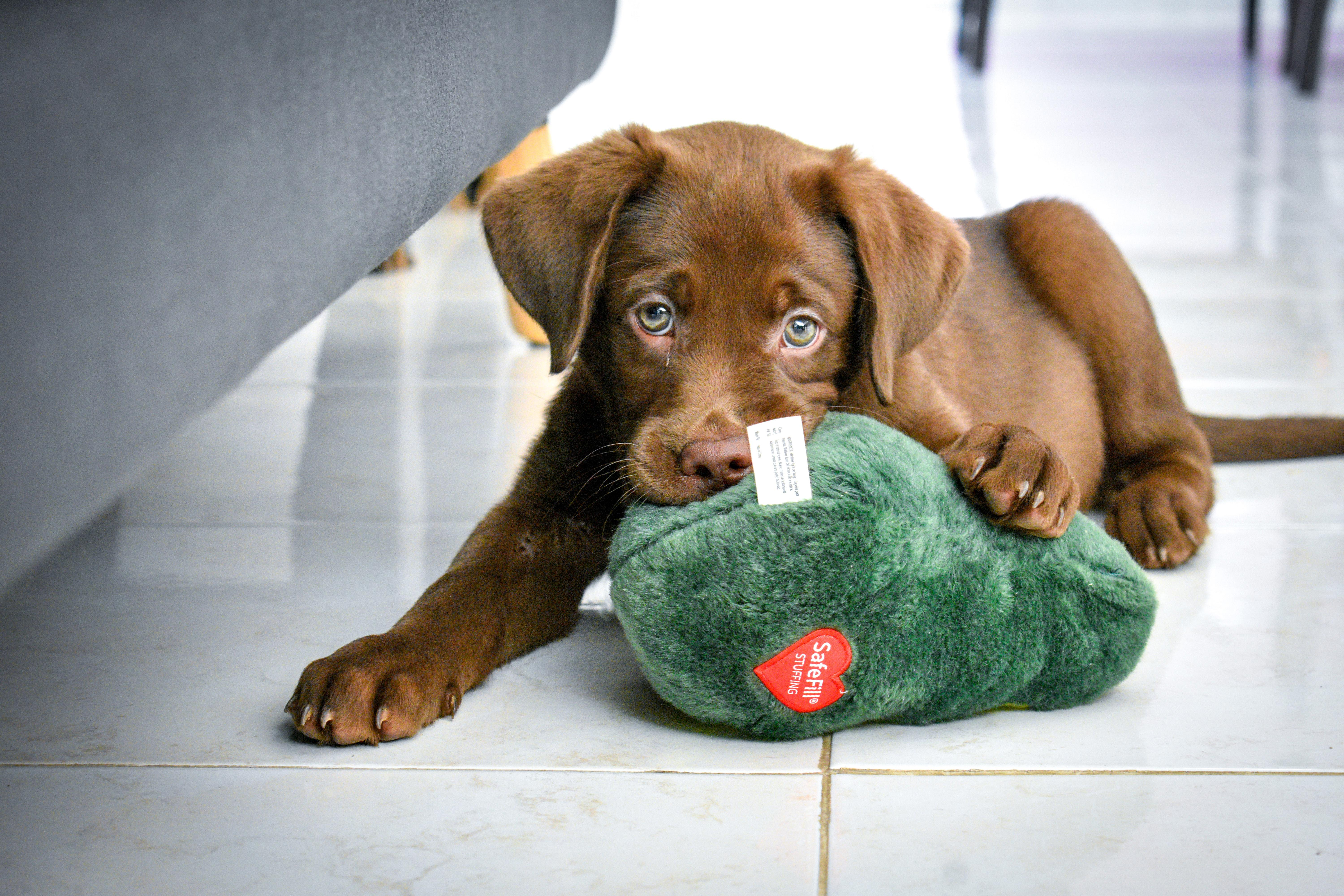 The Ultimate Guide to Labrador Retrievers: Everything You Need to Know