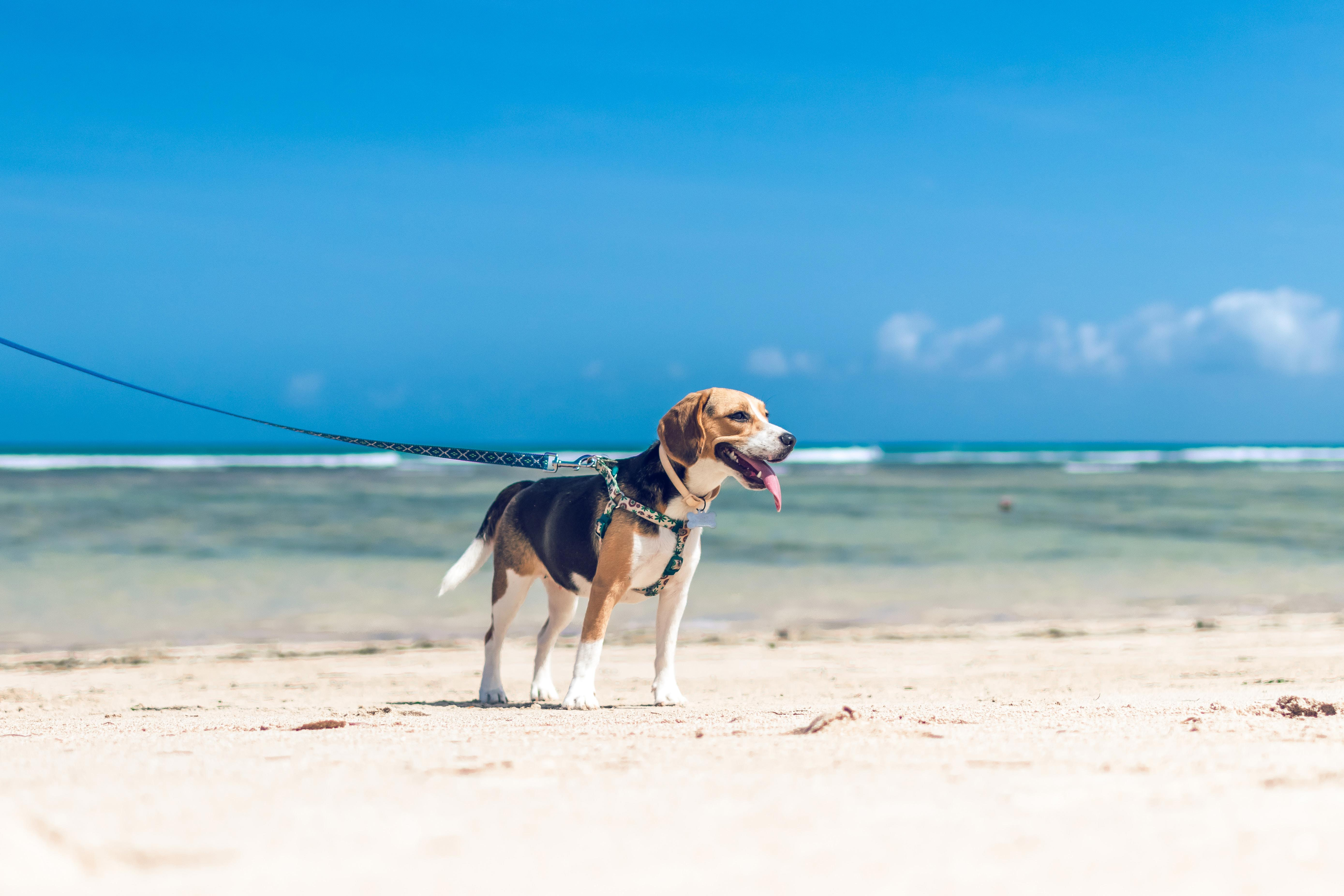 Exploring the Role of Beagles in Scientific Research