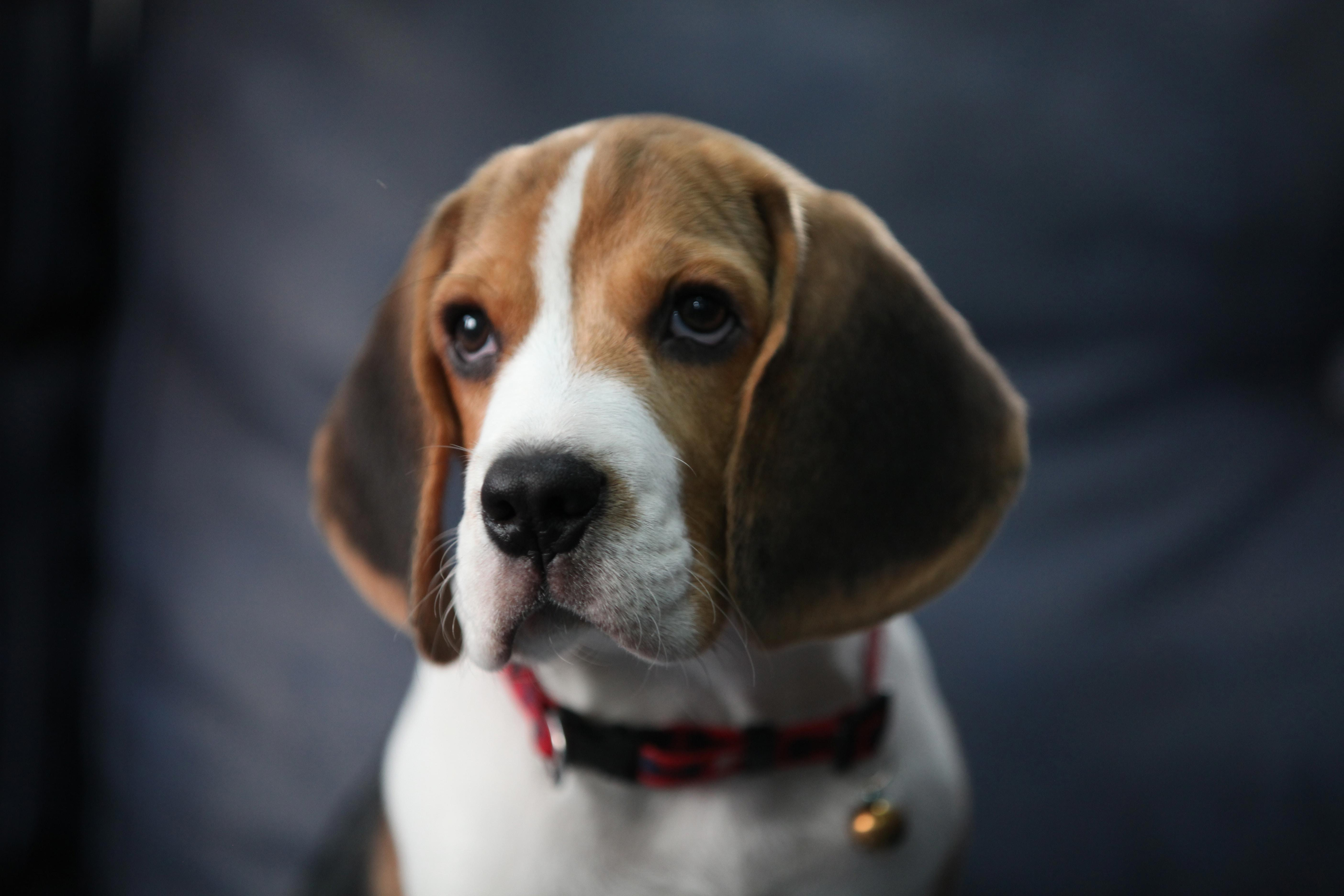 Training Your Beagle: Tips for Teaching Good Habits to This Popular Breed