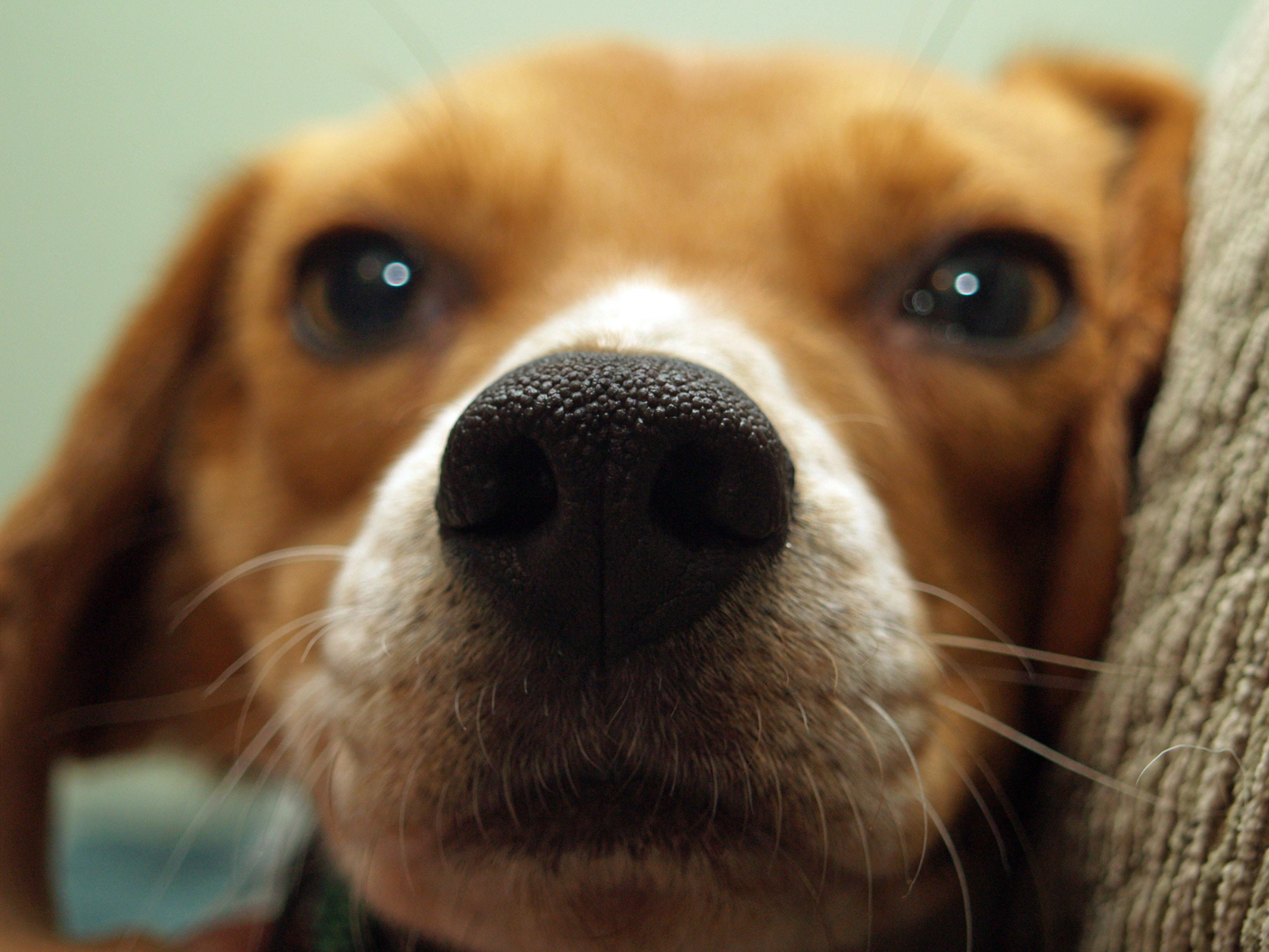 The Barking Truth: Are Beagles Really As Loud As They Seem?