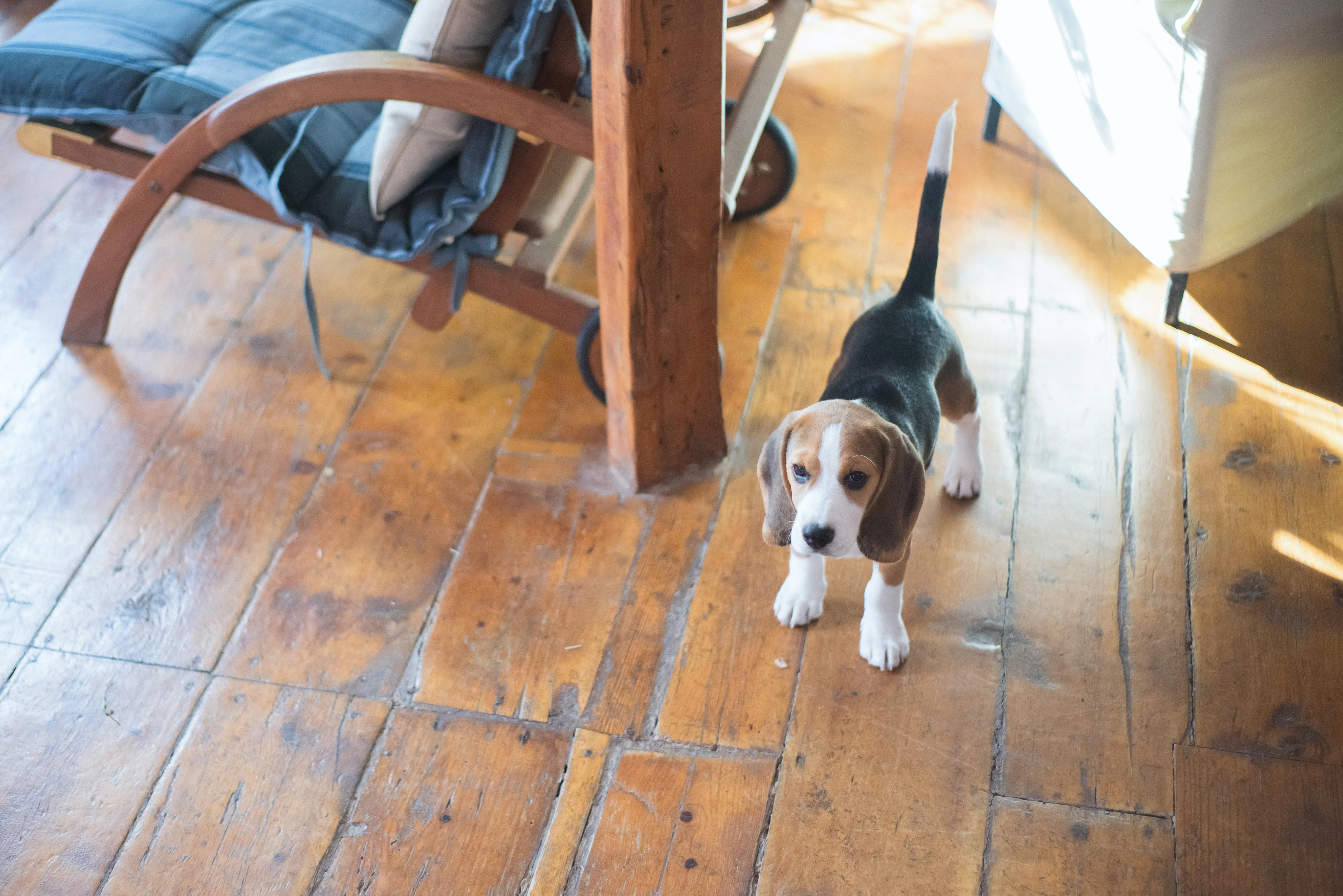 Uncovering the History of the Beagle: Where Did This Popular Breed Originate?