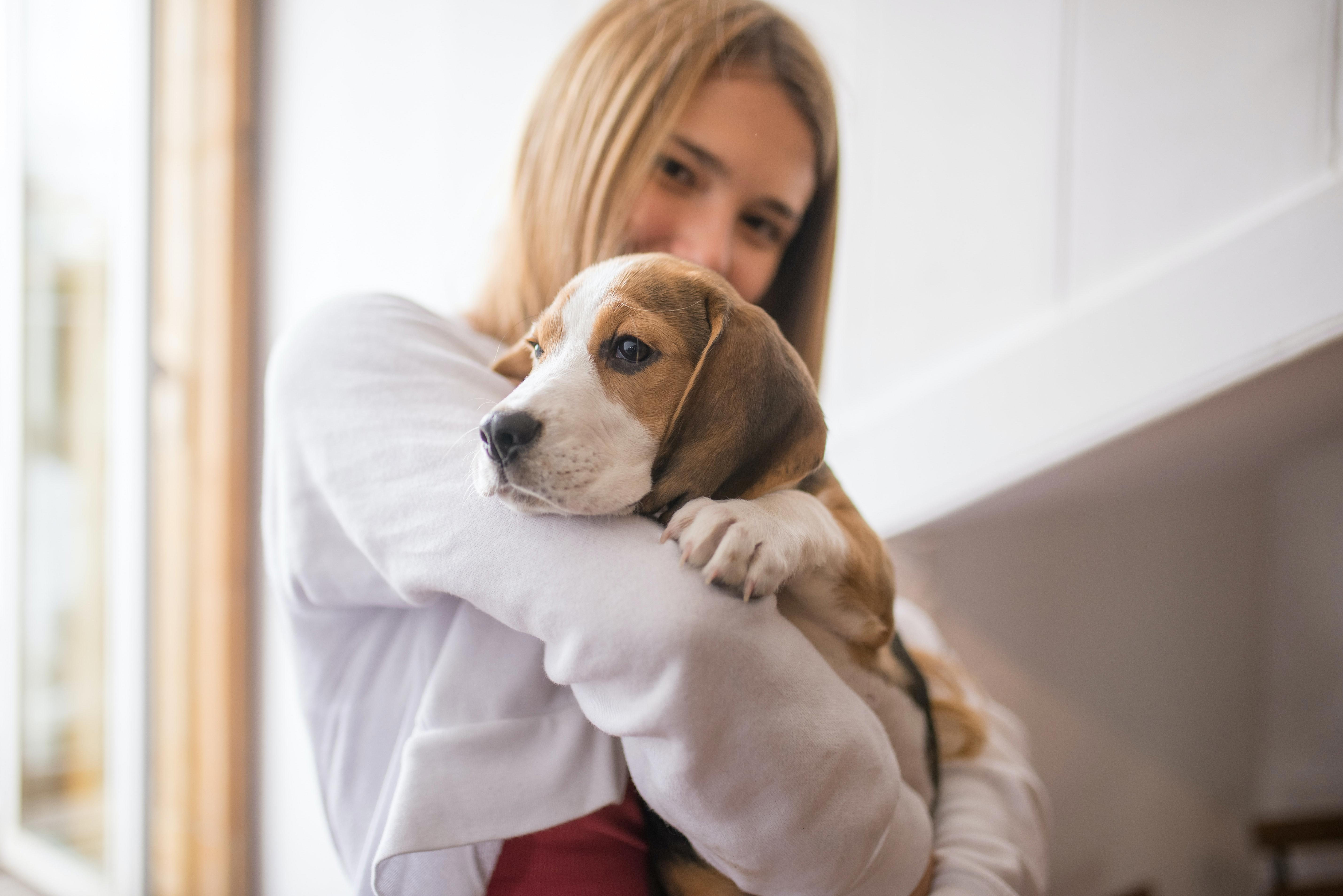 5 Reasons to Get a Beagle: The Pros and Cons of Owning a Beagle