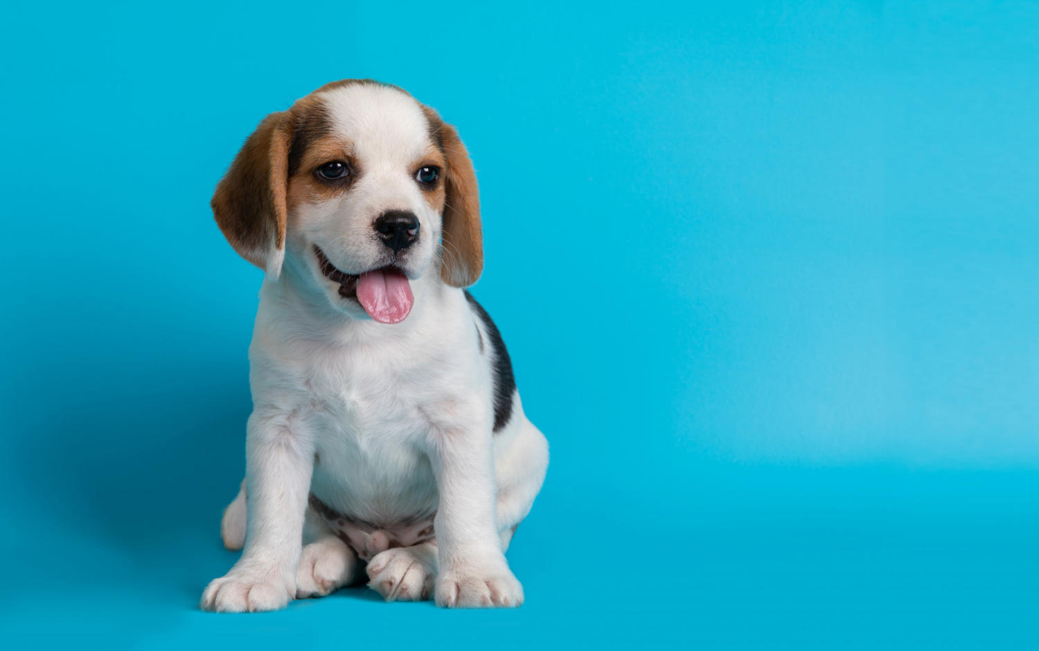 How Long is the Average Lifespan for a Beagle? A Guide to Beagle Lifespans