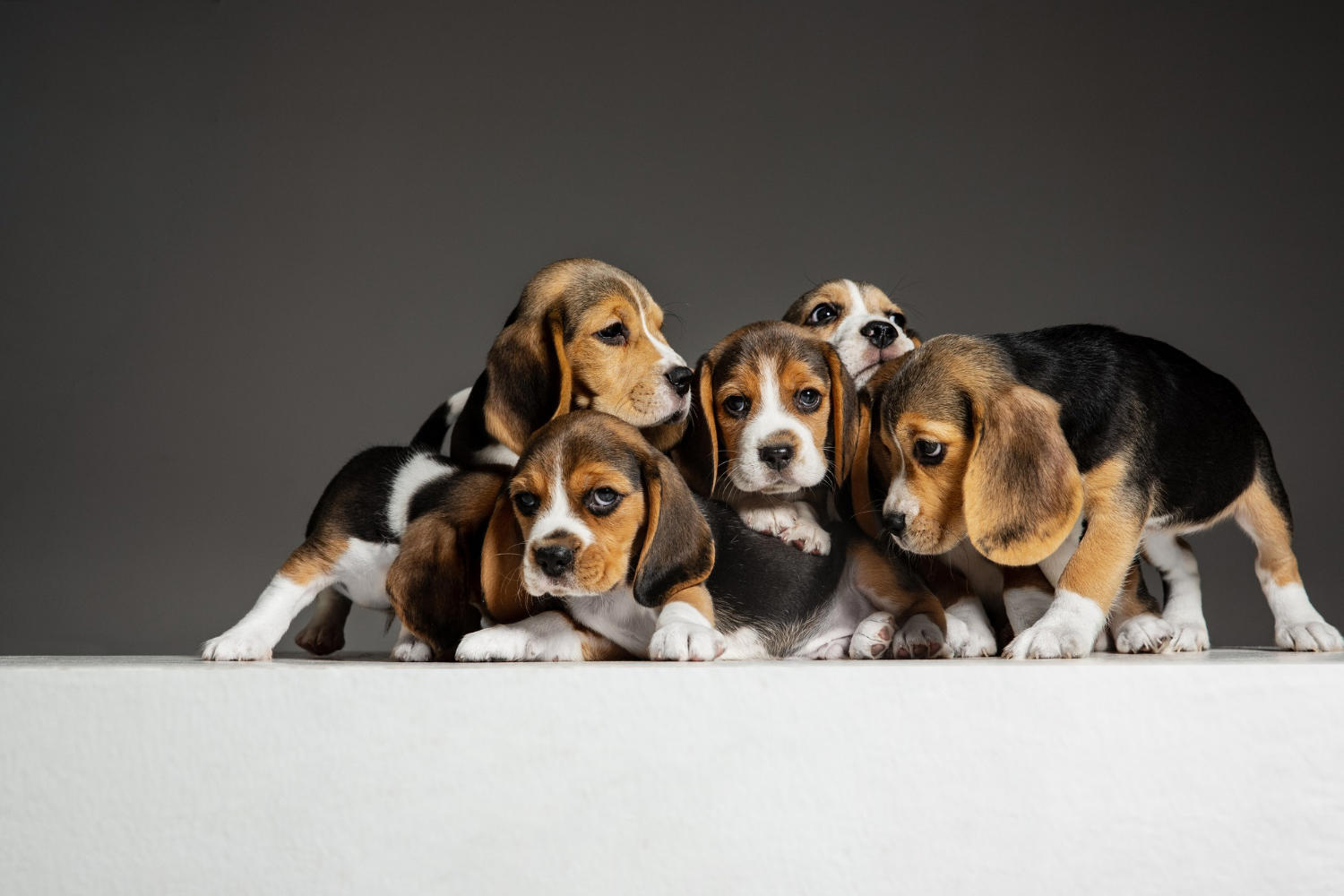The Sweet and Affectionate Beagle: A Loving Companion for Everyone