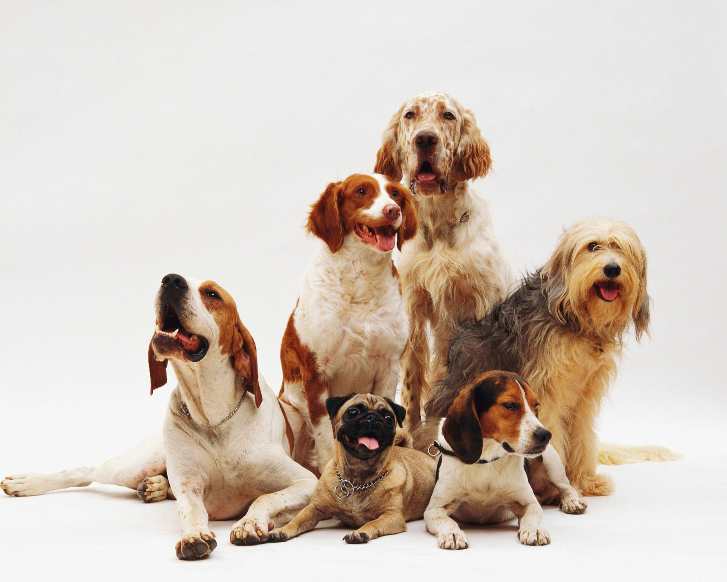 Unraveling the Mystery of Why Some Dog Breeds are Better Fit for Specific Tasks