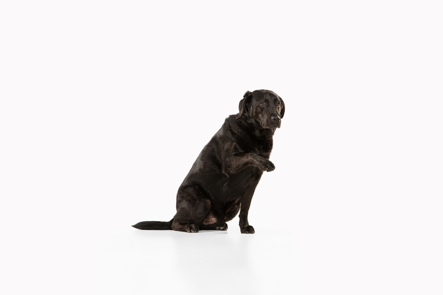 The Pros and Cons of Owning a Labrador Retriever: Is This Popular Pet Right for You?