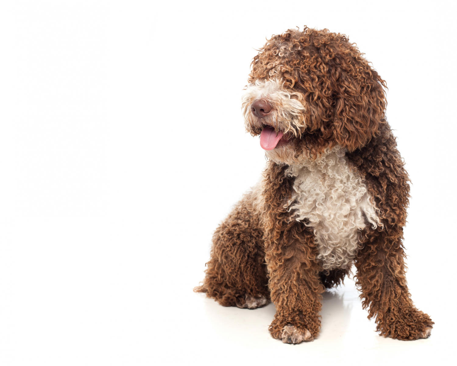 Health Concerns of the Goldendoodle: What You Should Know