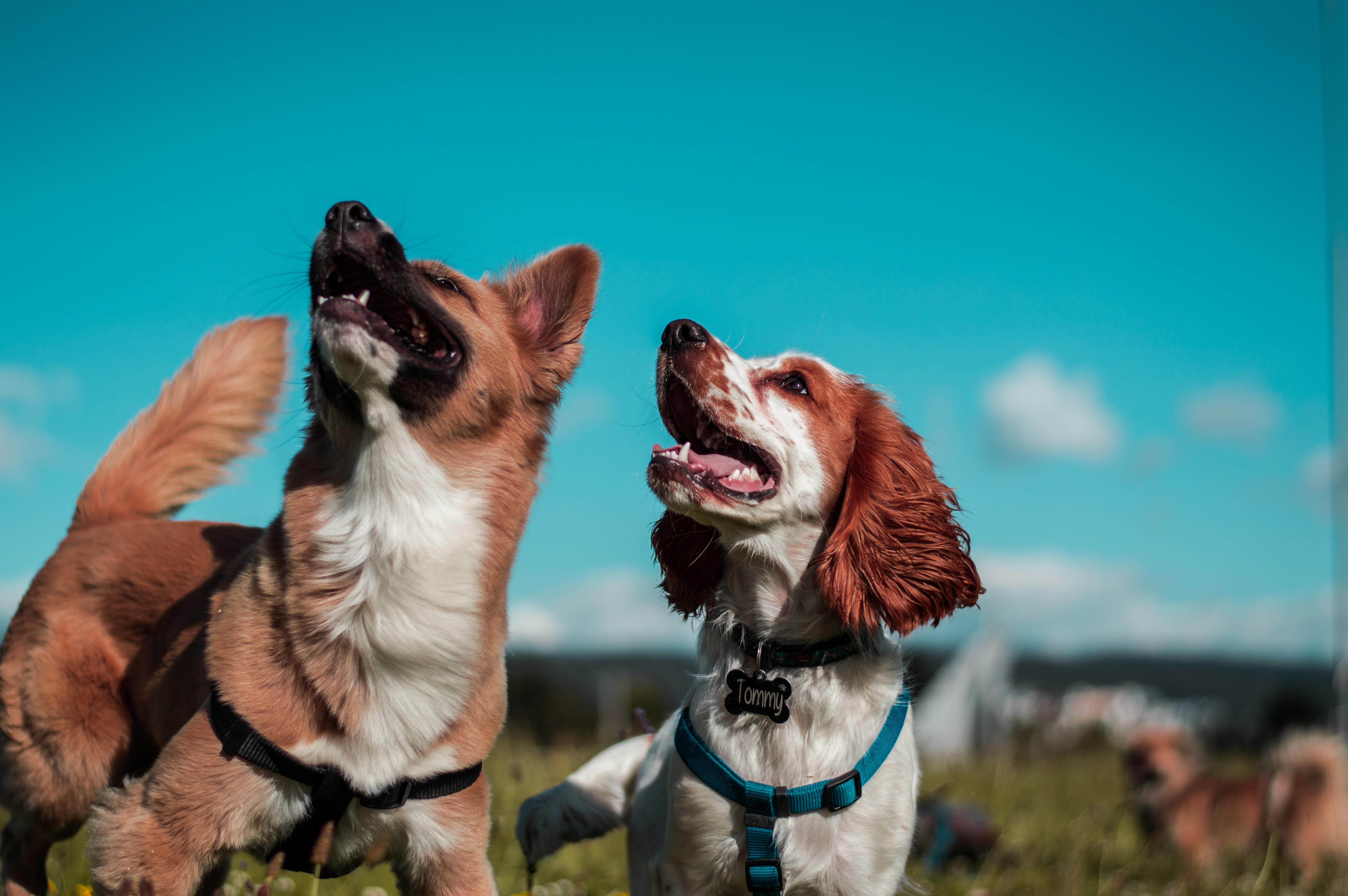 Understanding Dog Breed Energy Levels and Exercise Needs