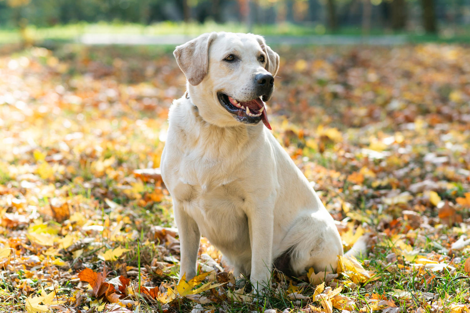 Exercise Requirements for Labrador Retrievers: How Much Exercise Does Your Lab Need?