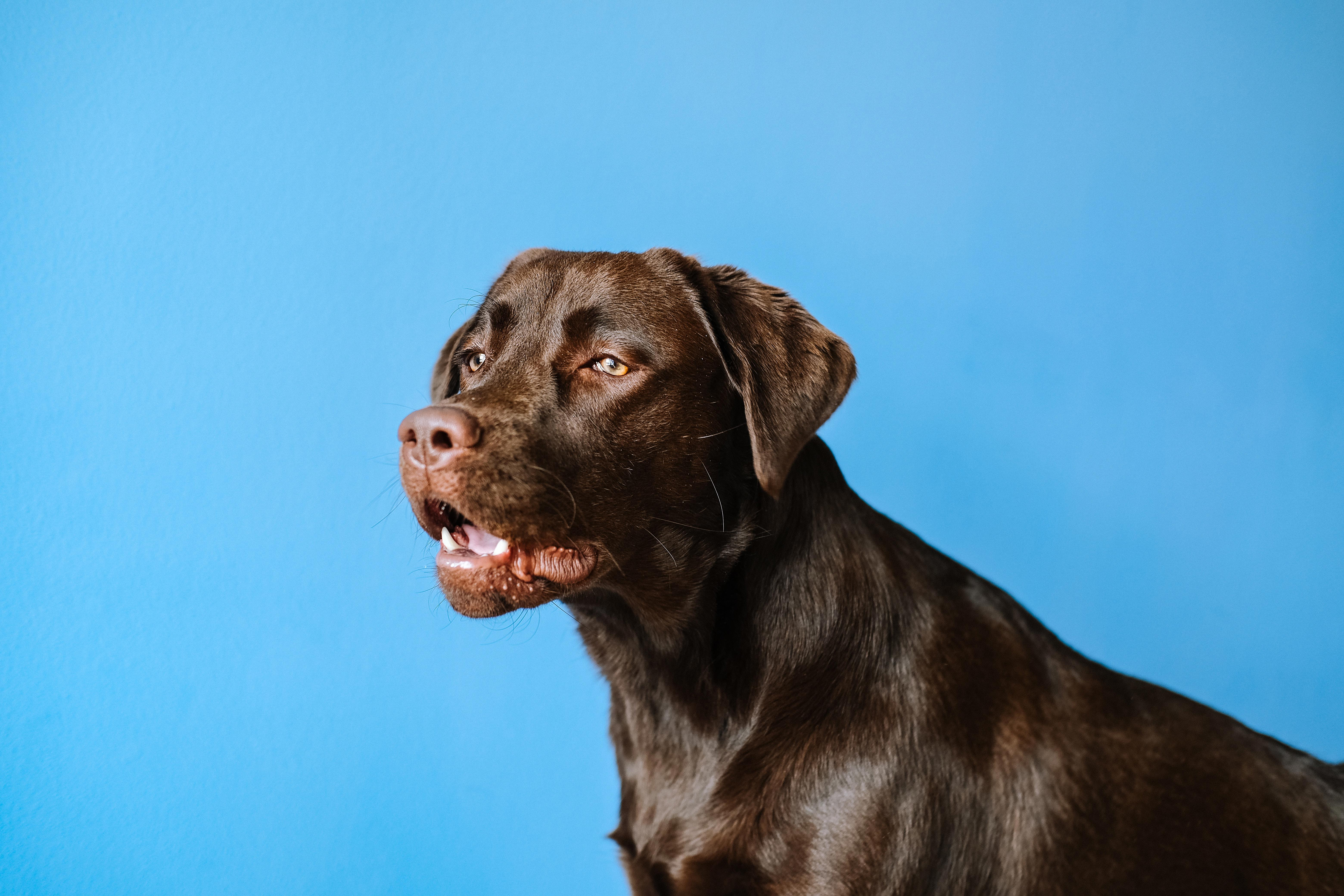 The Pros and Cons of Having a Labrador Retriever in an Apartment