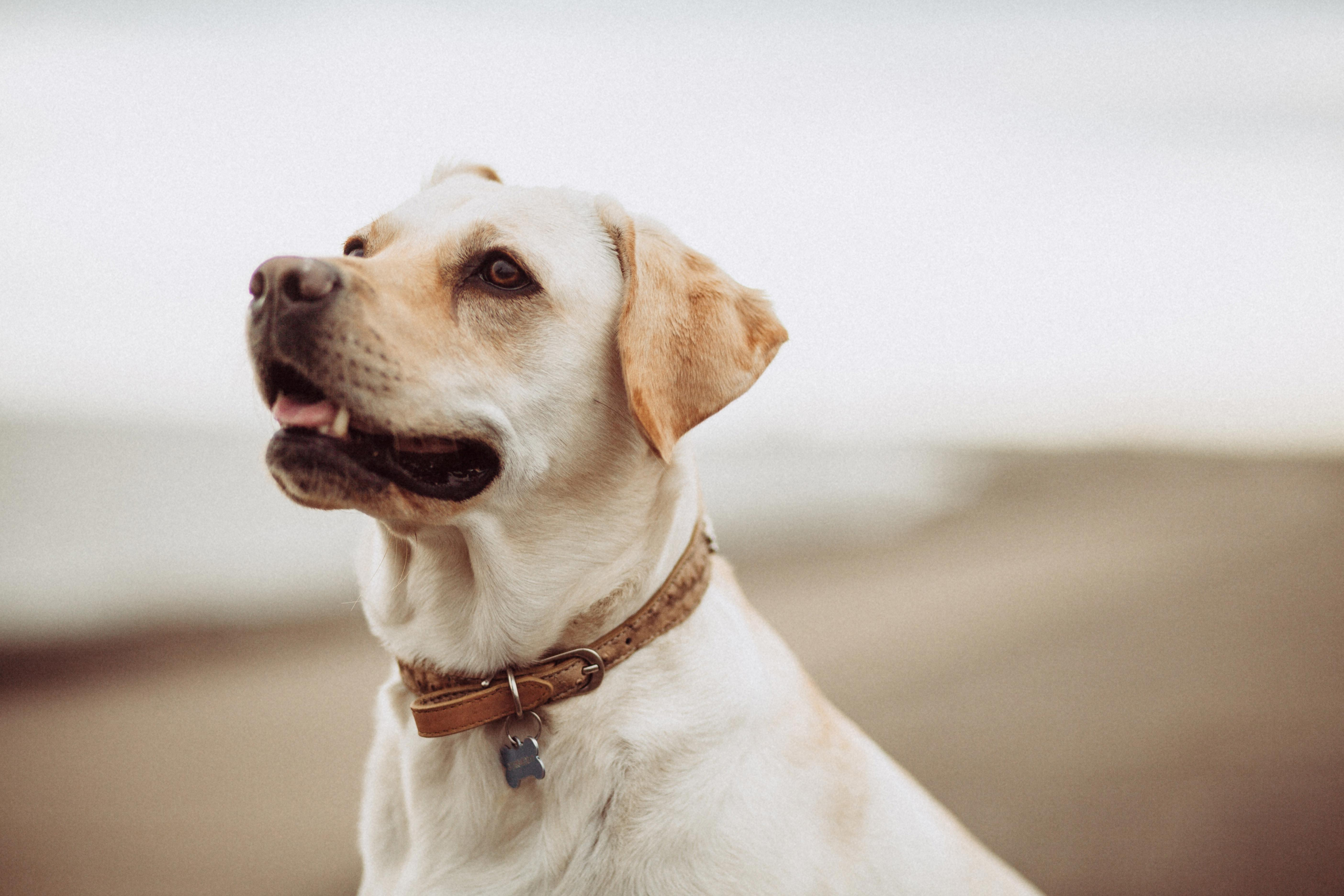 How to Prevent Labrador Retriever Bites and Teach Good Behavior
