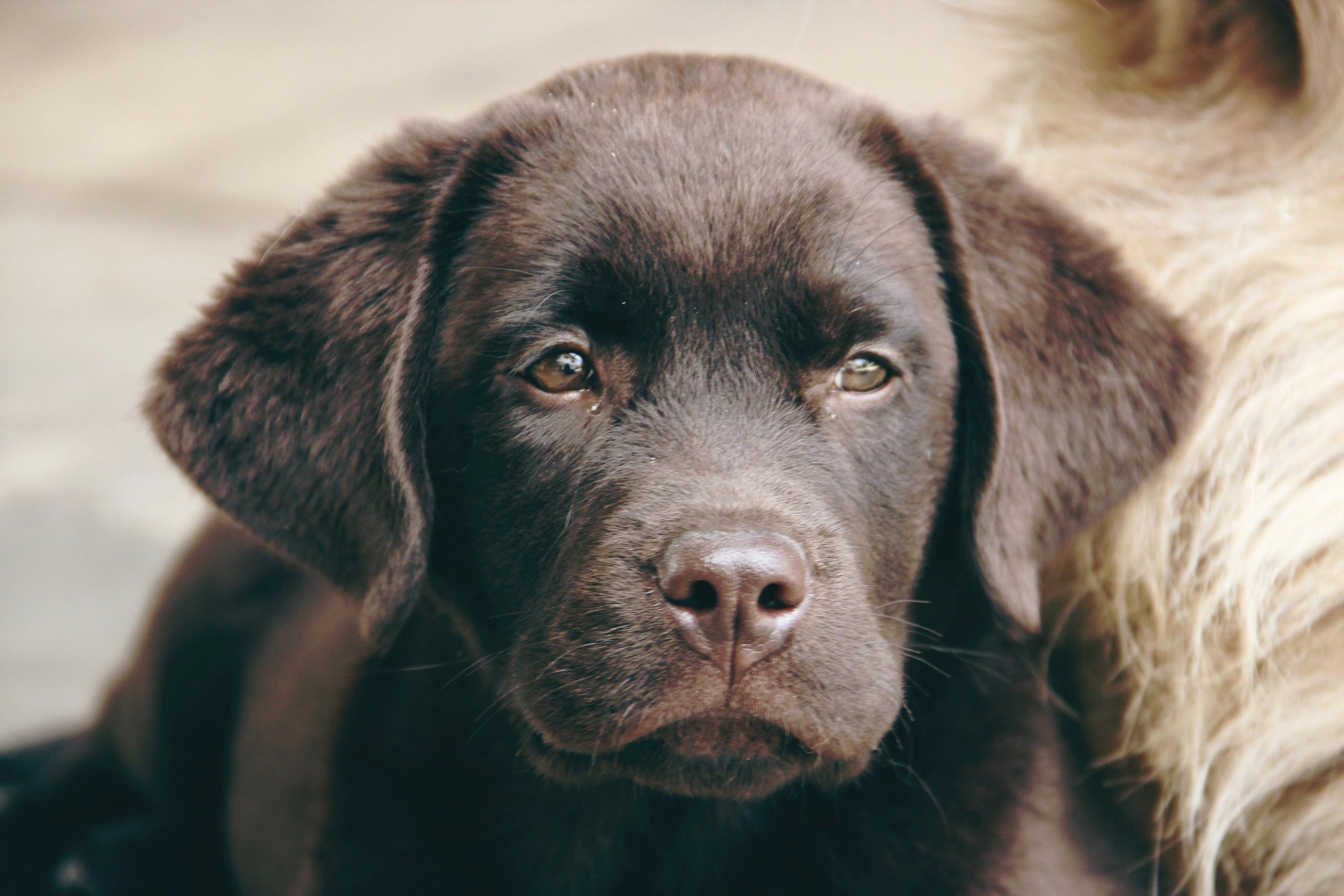 The Benefits of a Labrador Retriever as a Family Dog