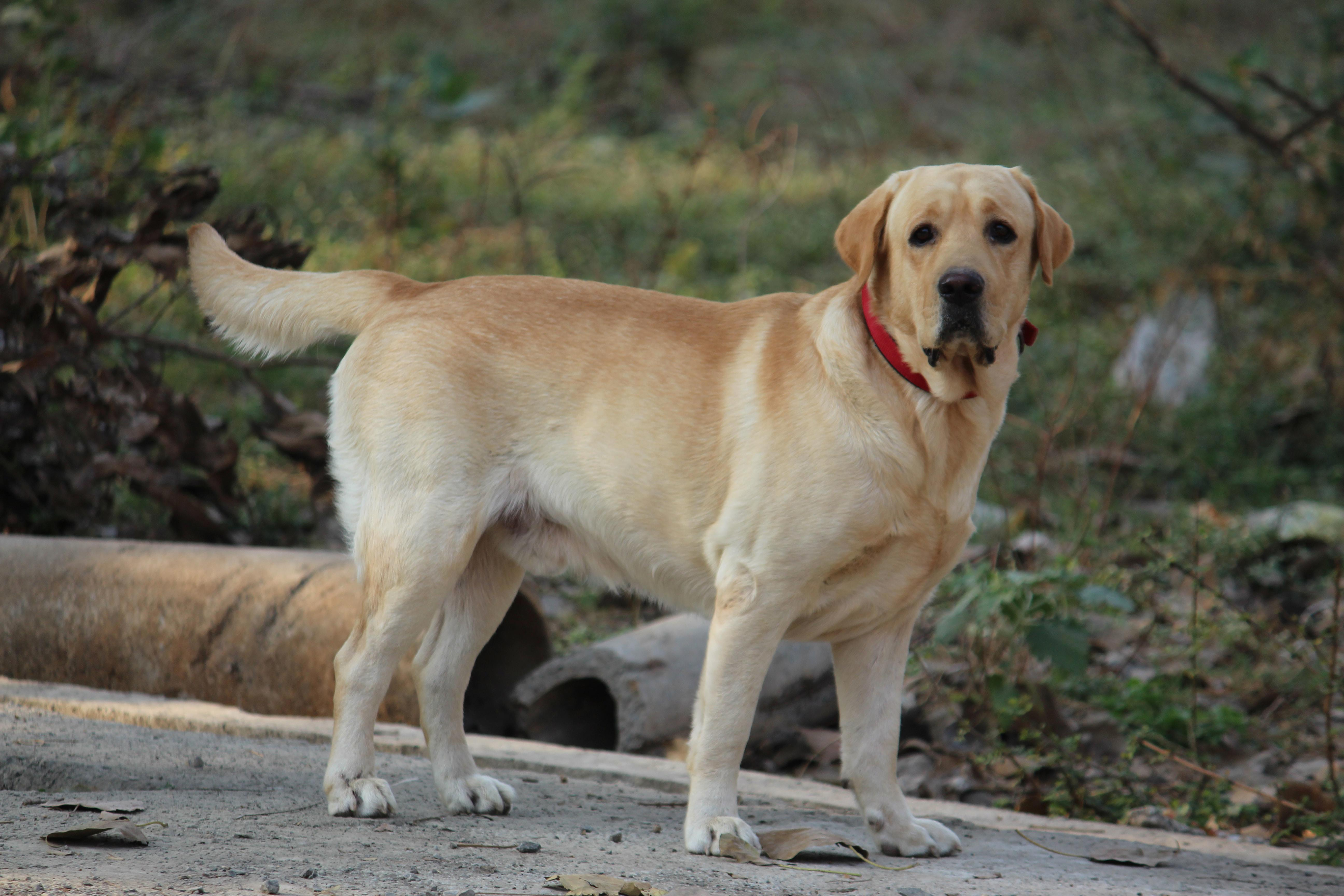 Understanding Labrador Retriever Aggression: Signs, Causes, and Prevention