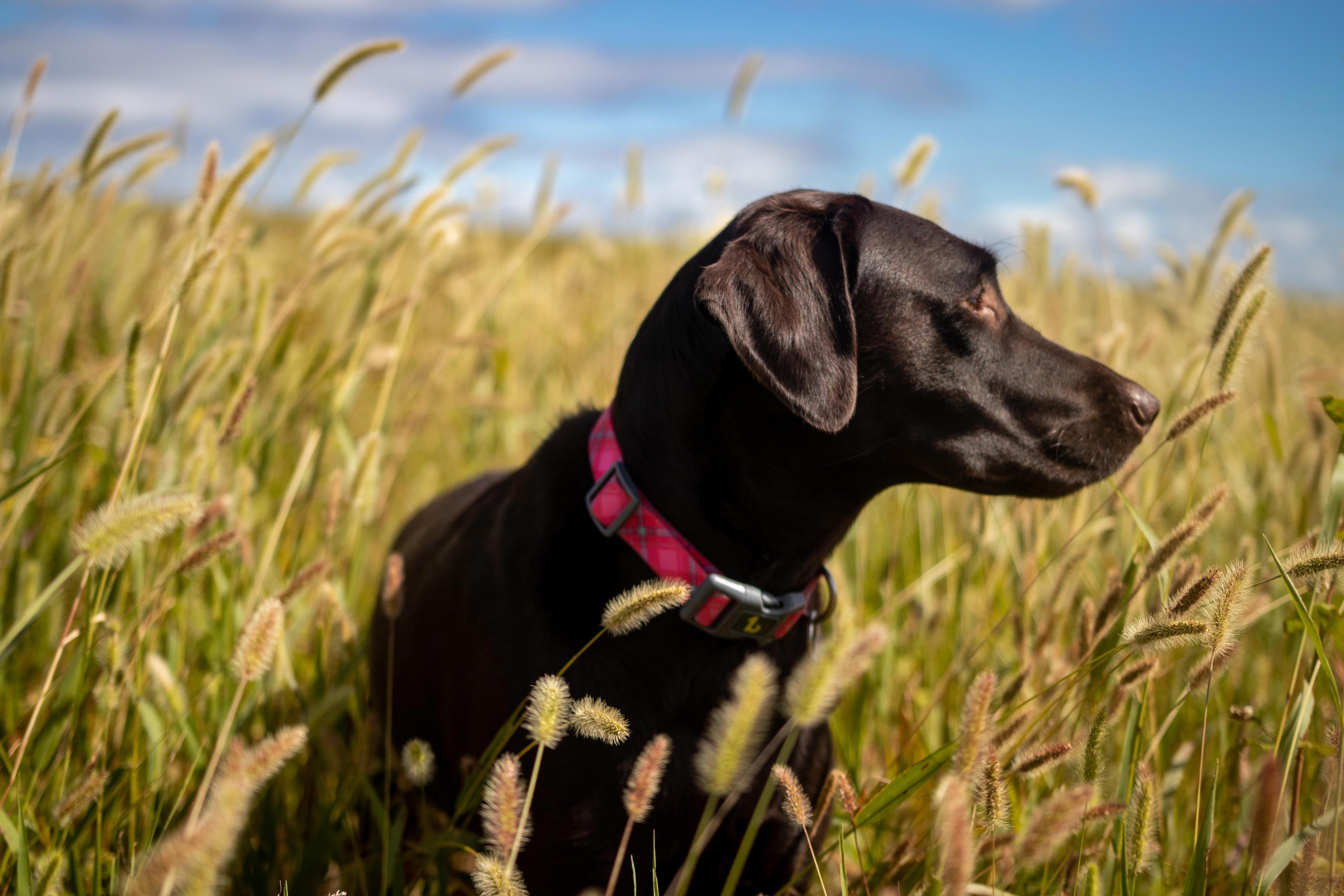 Are Labrador Retrievers a Large Breed Dog? Exploring Size and Personality
