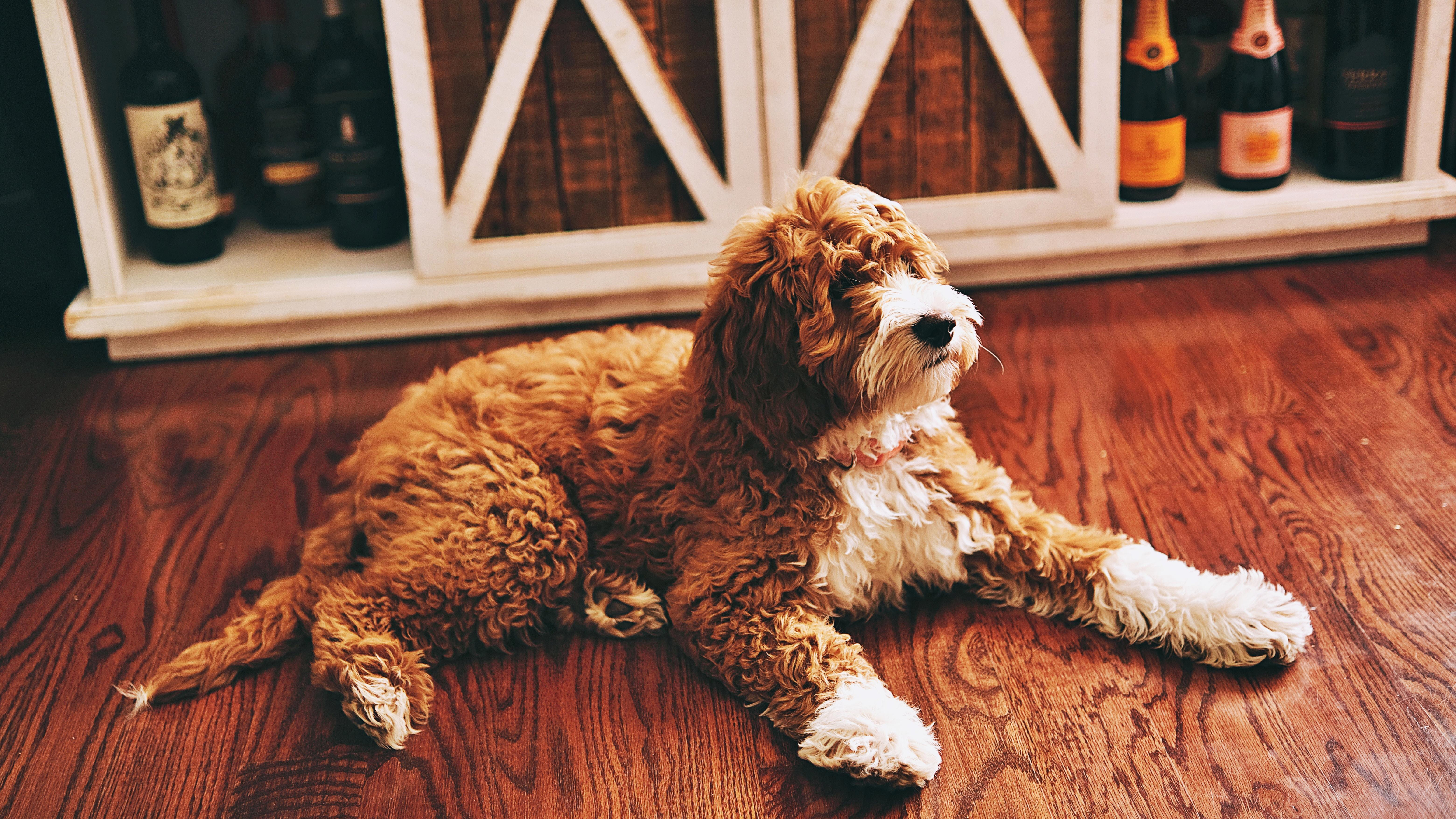 Exploring How Goldendoodles Adapt to Different Climates Based on Their Poodle and Golden Retriever Lineage