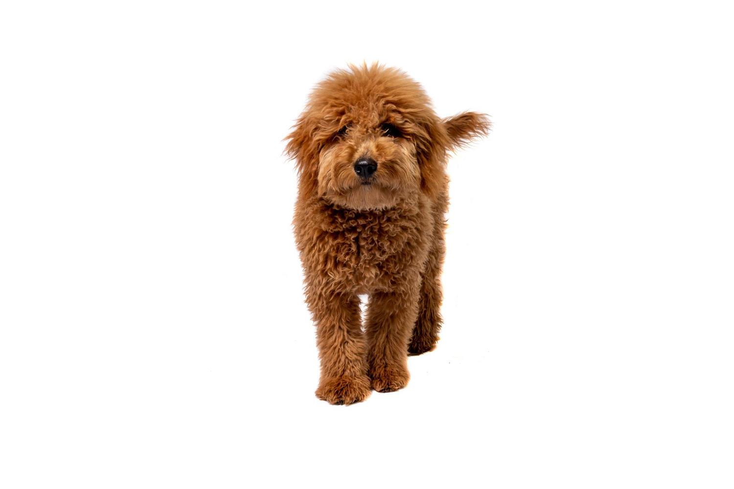 Exploring the Genes Behind the Variety of Goldendoodle Hair Types