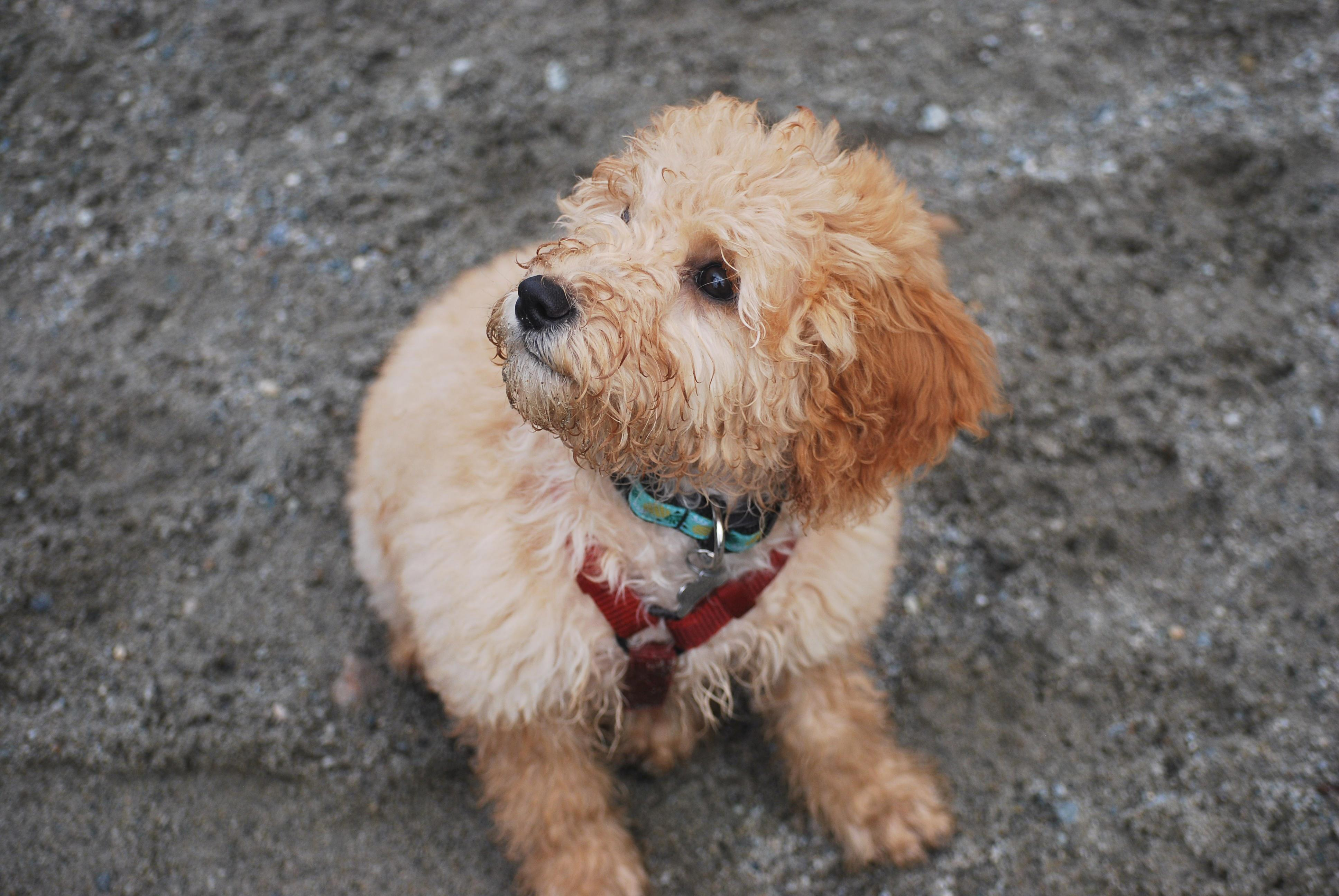 Uncovering the Mysteries of Goldendoodle Coat Colors and Textures