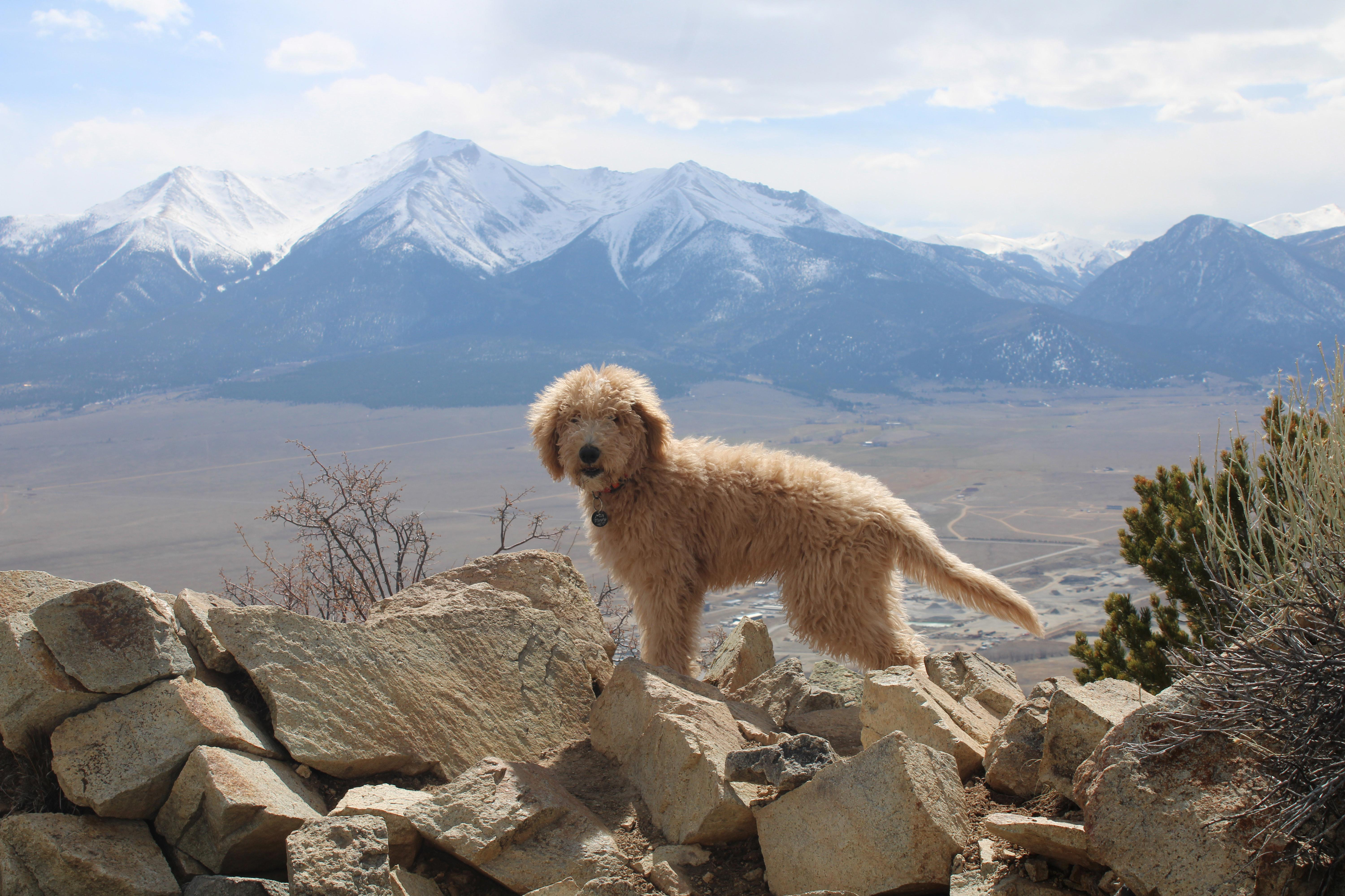 Uncovering the Unique Personality of Goldendoodles: Do They Stand Out From Other Dogs?