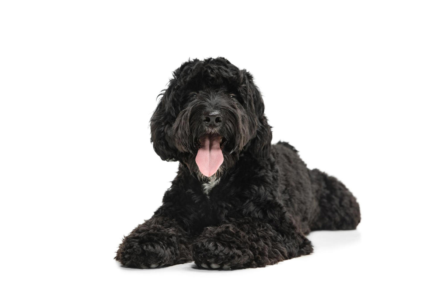 Uncovering the Rise in Popularity of Goldendoodles as Family Pets and Companions