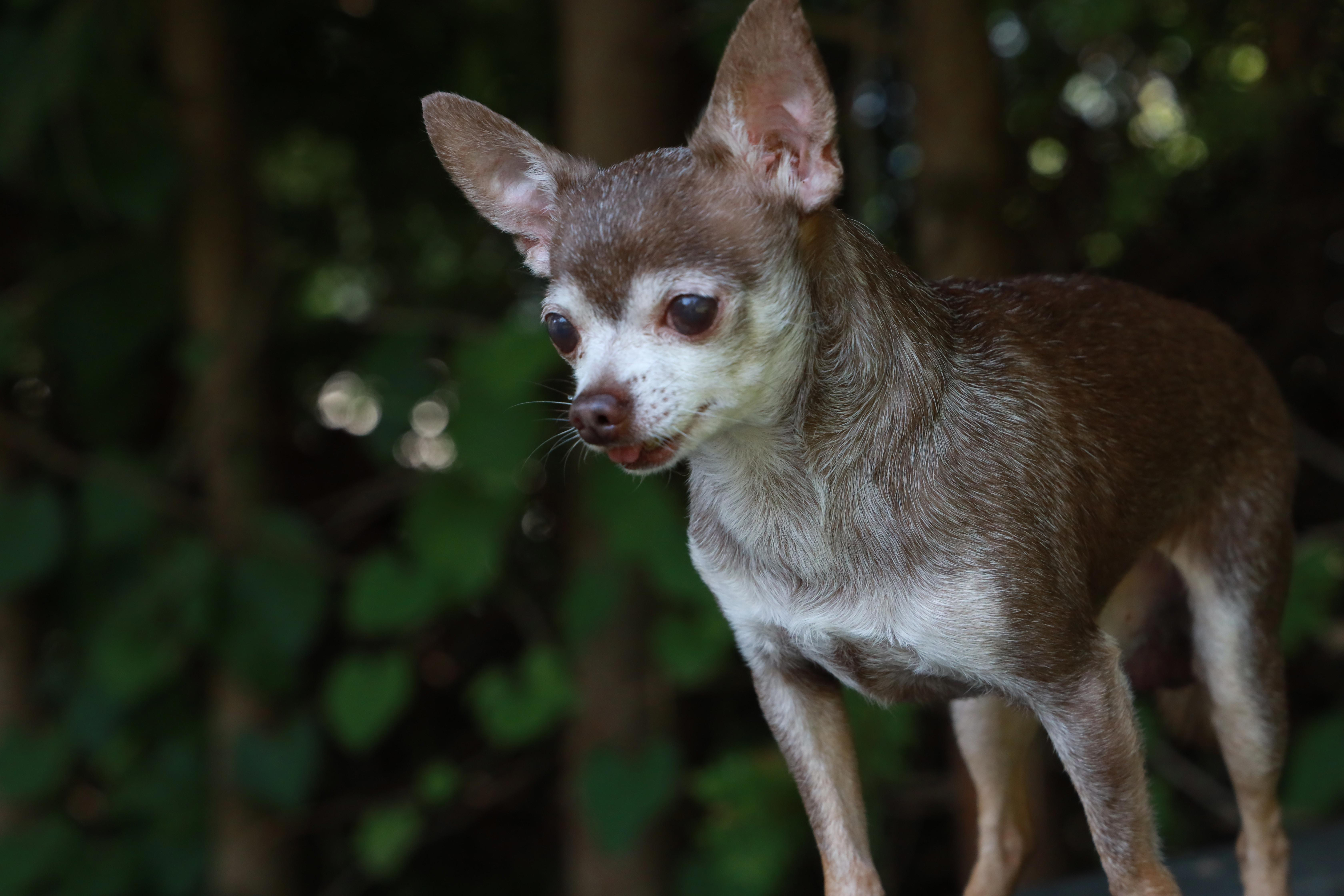 How Much Do Chihuahuas Shed and What Can You Do About It?