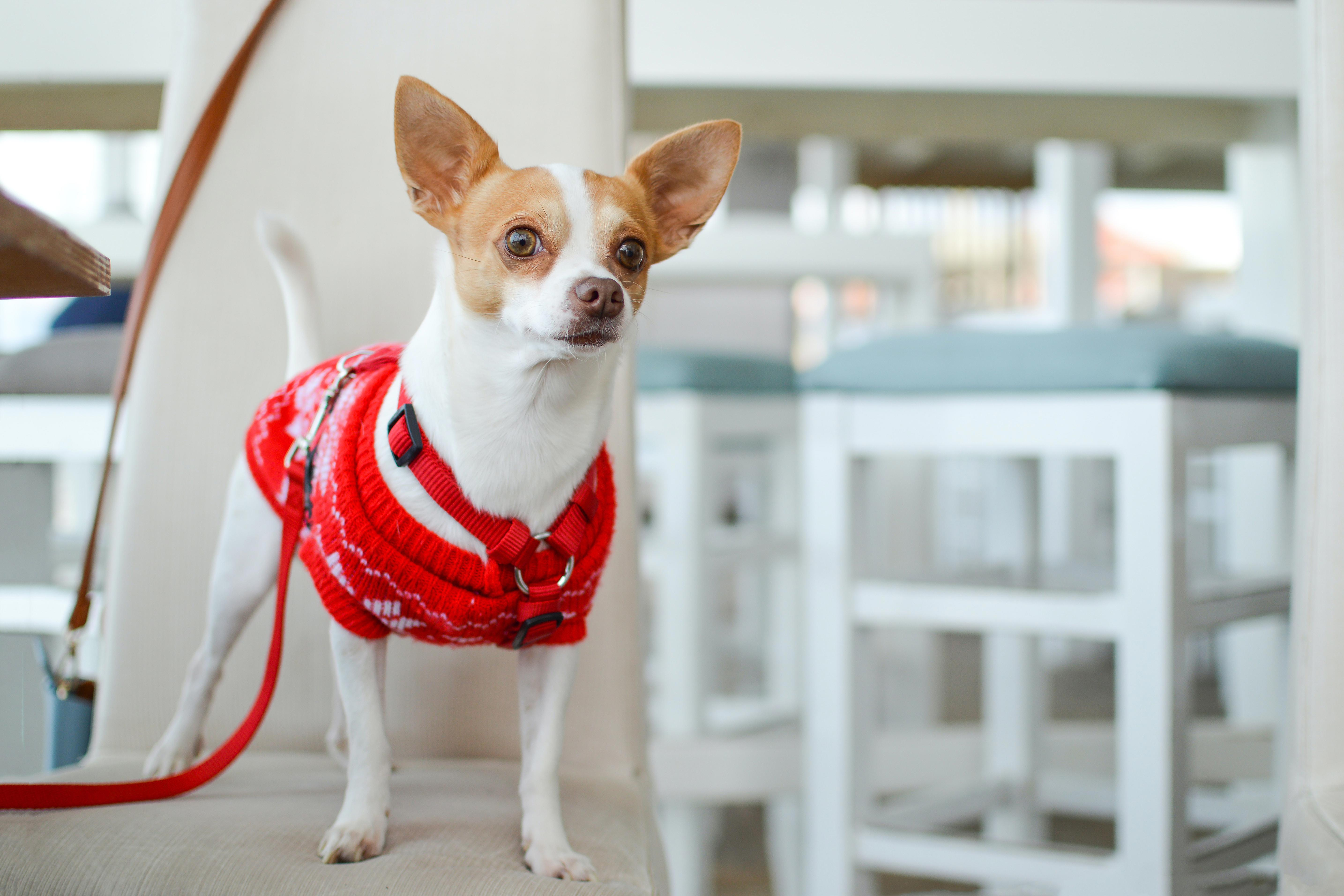 Uncovering the Truth Behind Chihuahua Barking: Do Chihuahuas Have High-Pitched Barks?