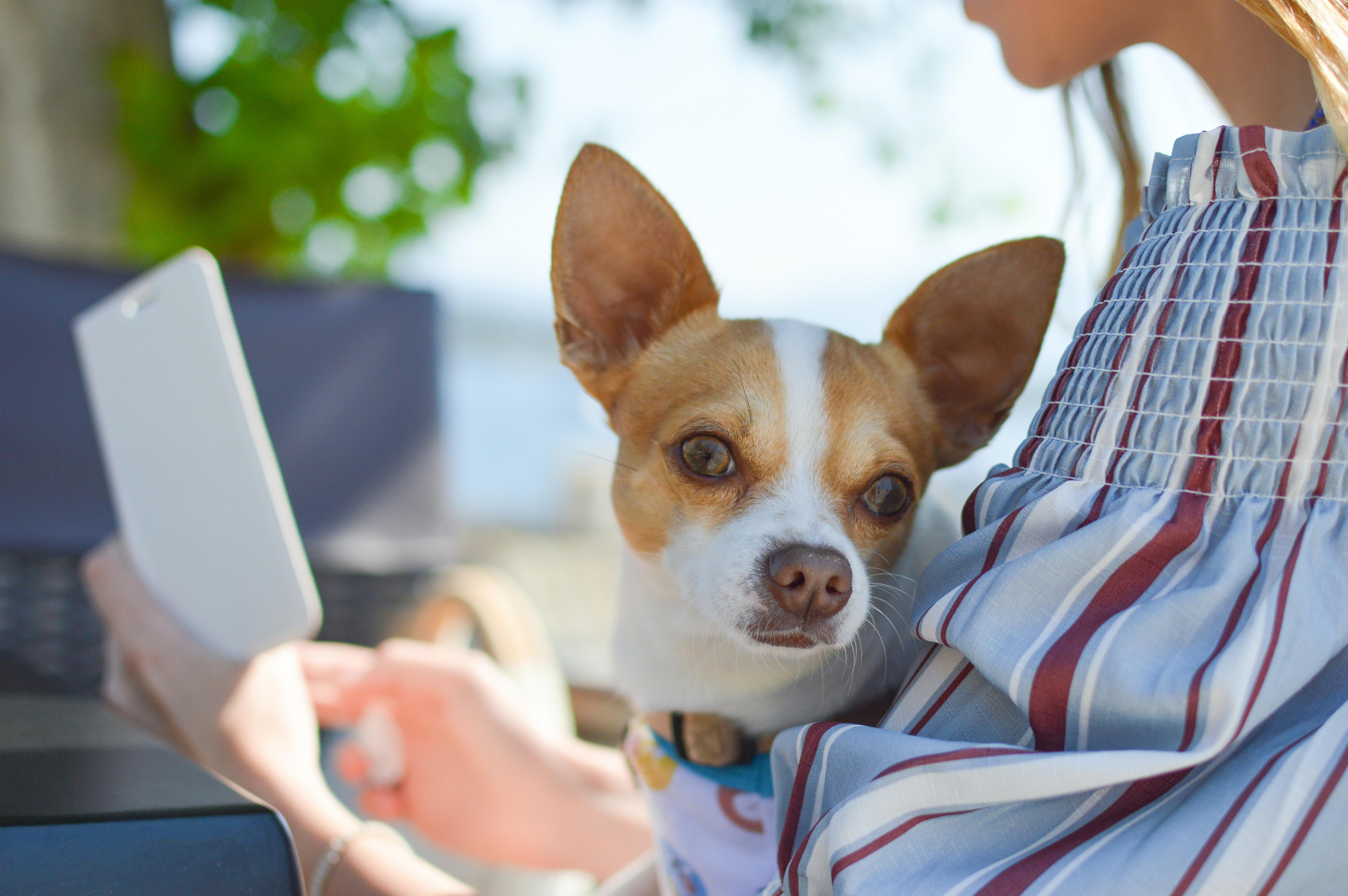 Groom Your Chihuahua: Tips for Keeping Your Pet Looking Their Best