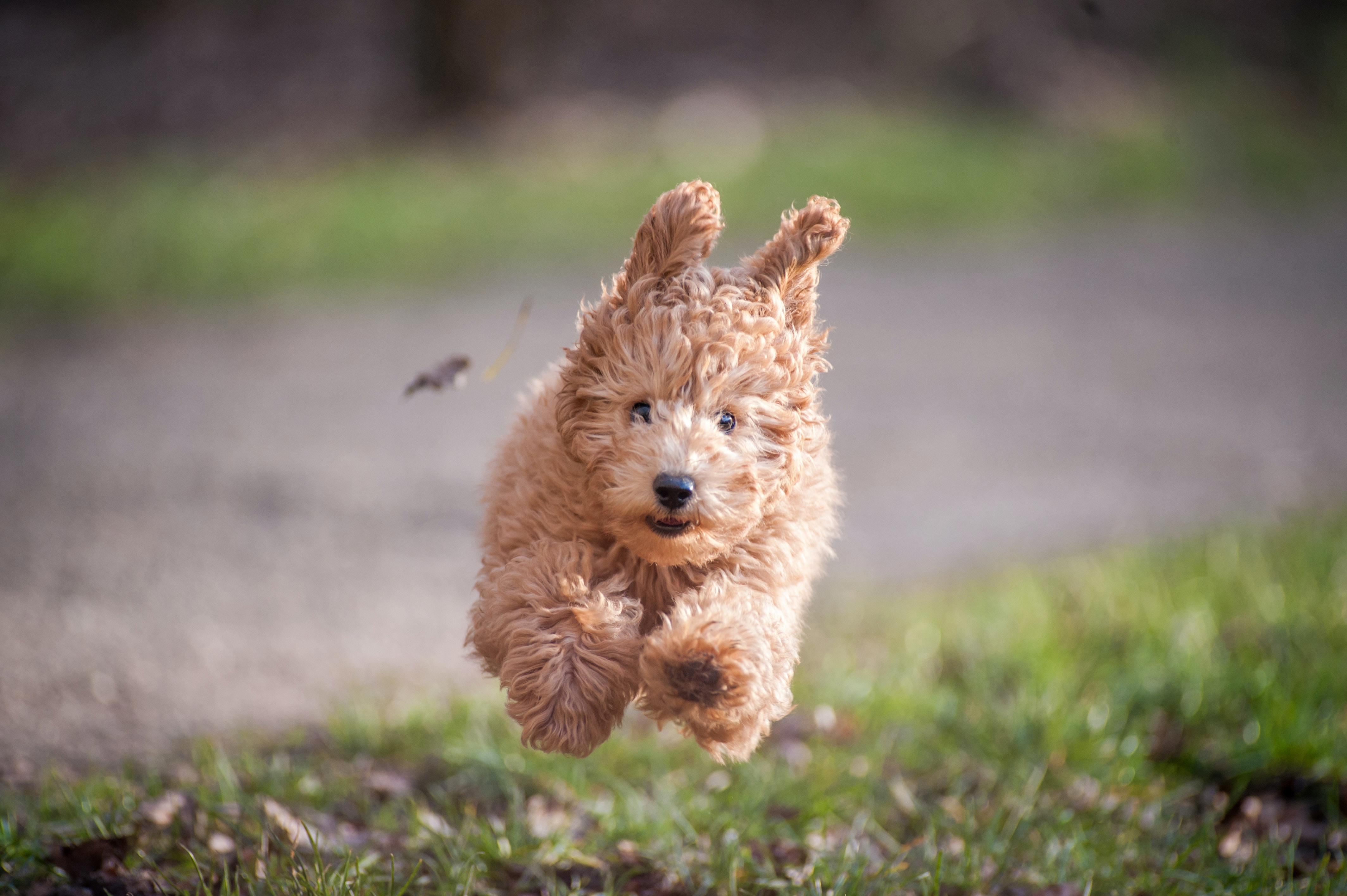 Uncovering the History of the Beloved Poodle Dog Breed