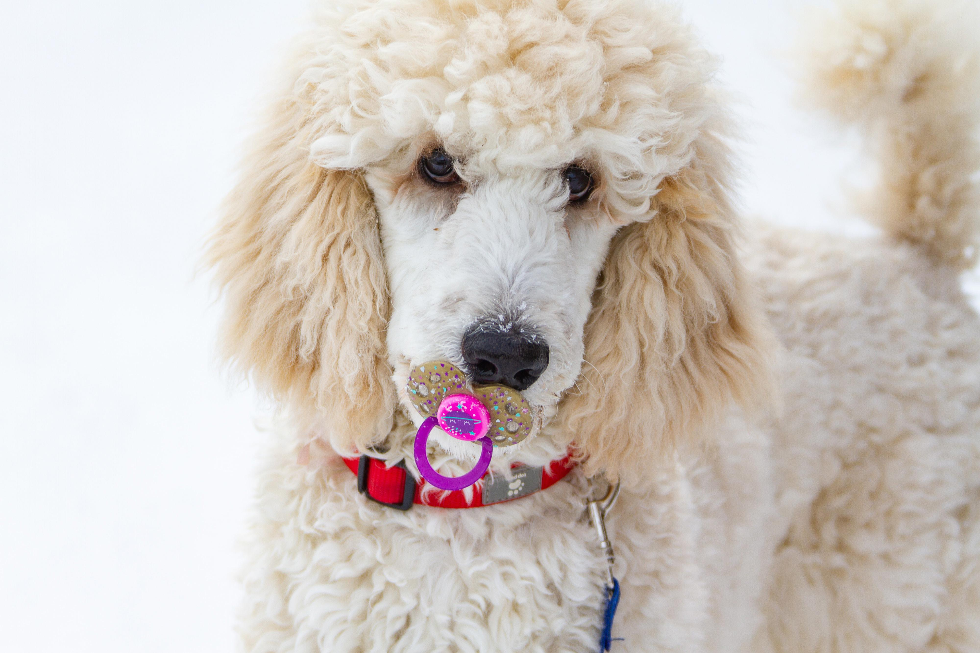 Training Poodles for Tricks and Show Performances - The Possibilities are Endless!