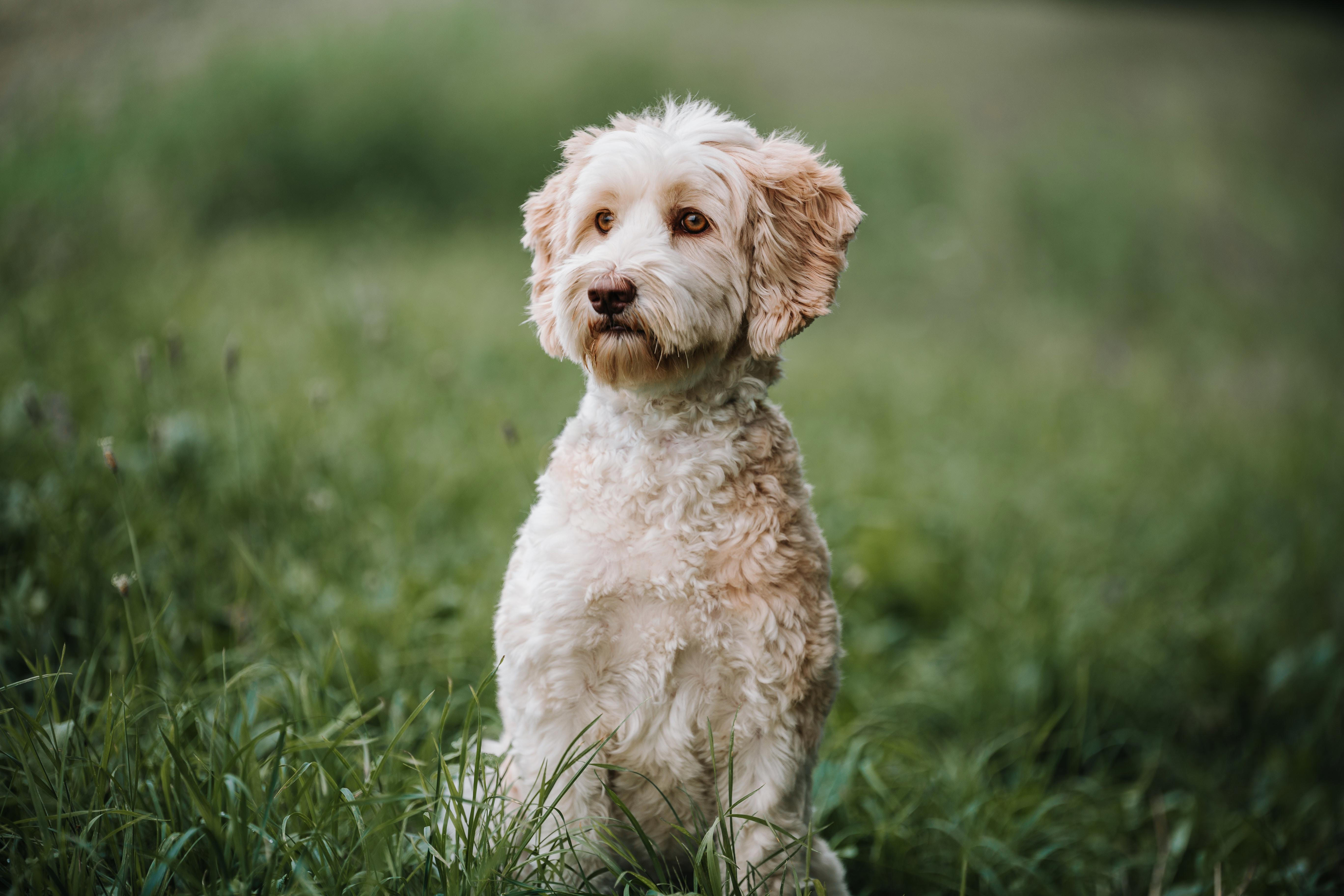 Exploring the Genetic Health Issues of Poodles
