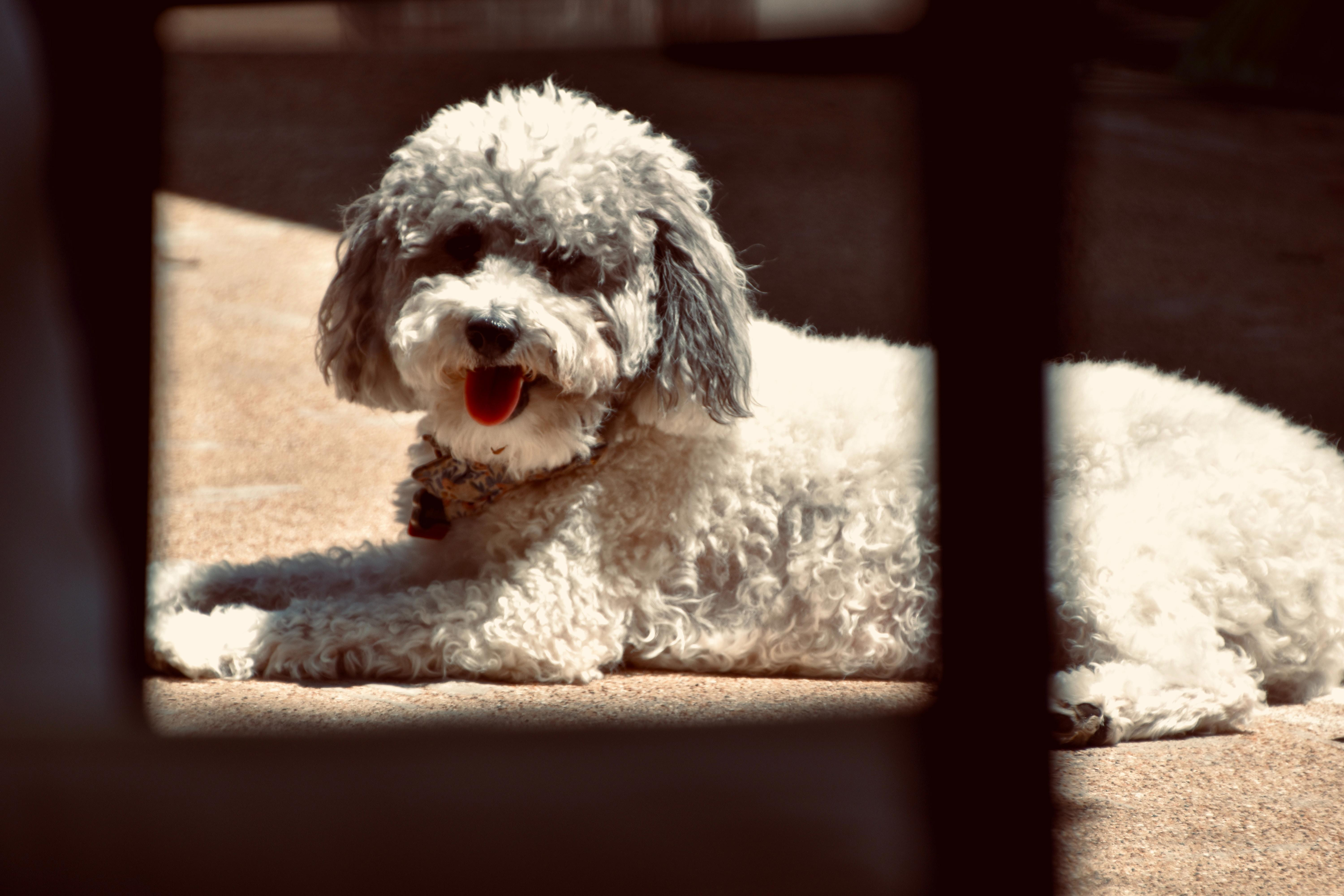 The Pros and Cons of Training a Poodle: Is It Easier Than You Think?