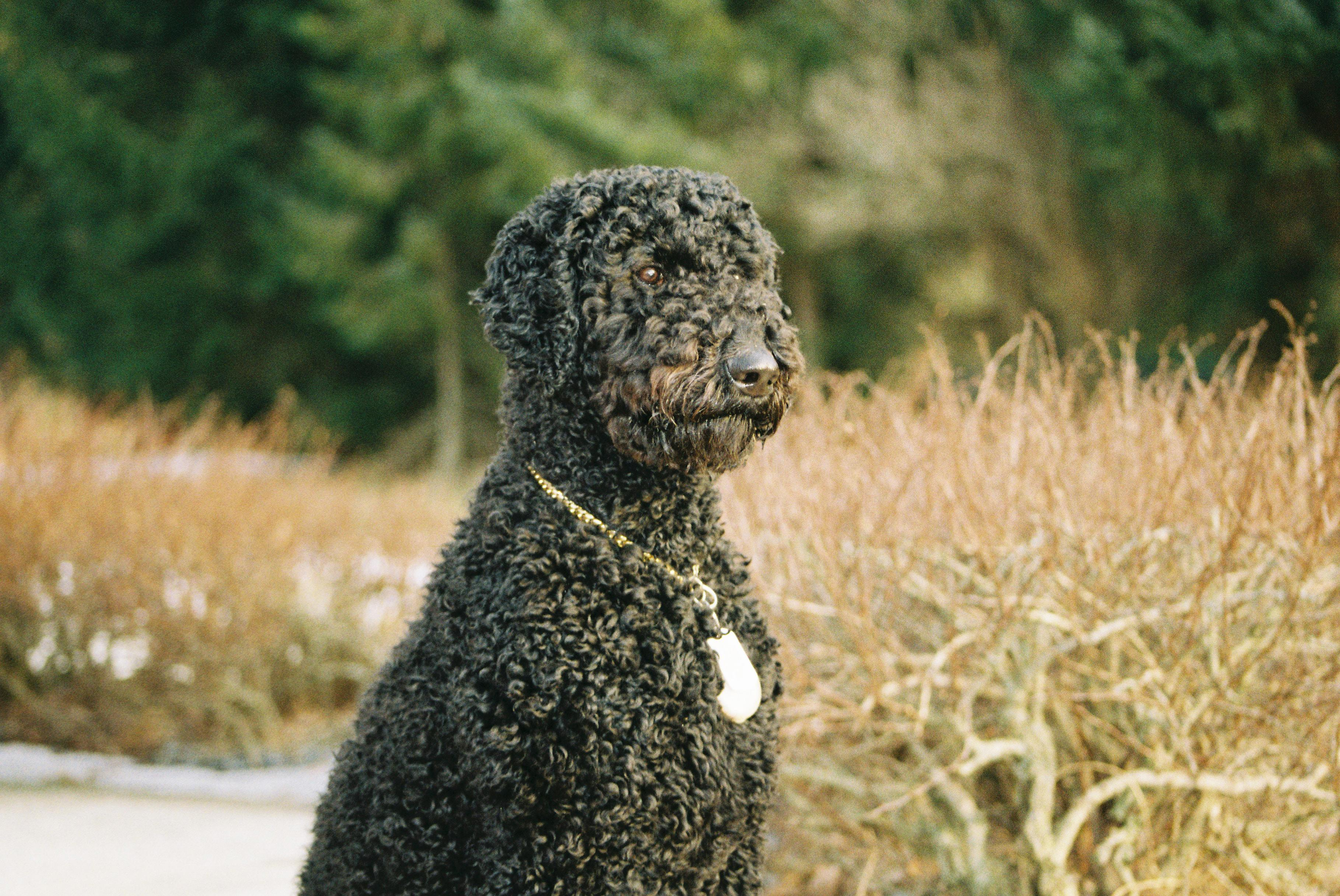 Exploring Separation Anxiety in Poodles: What to Know.