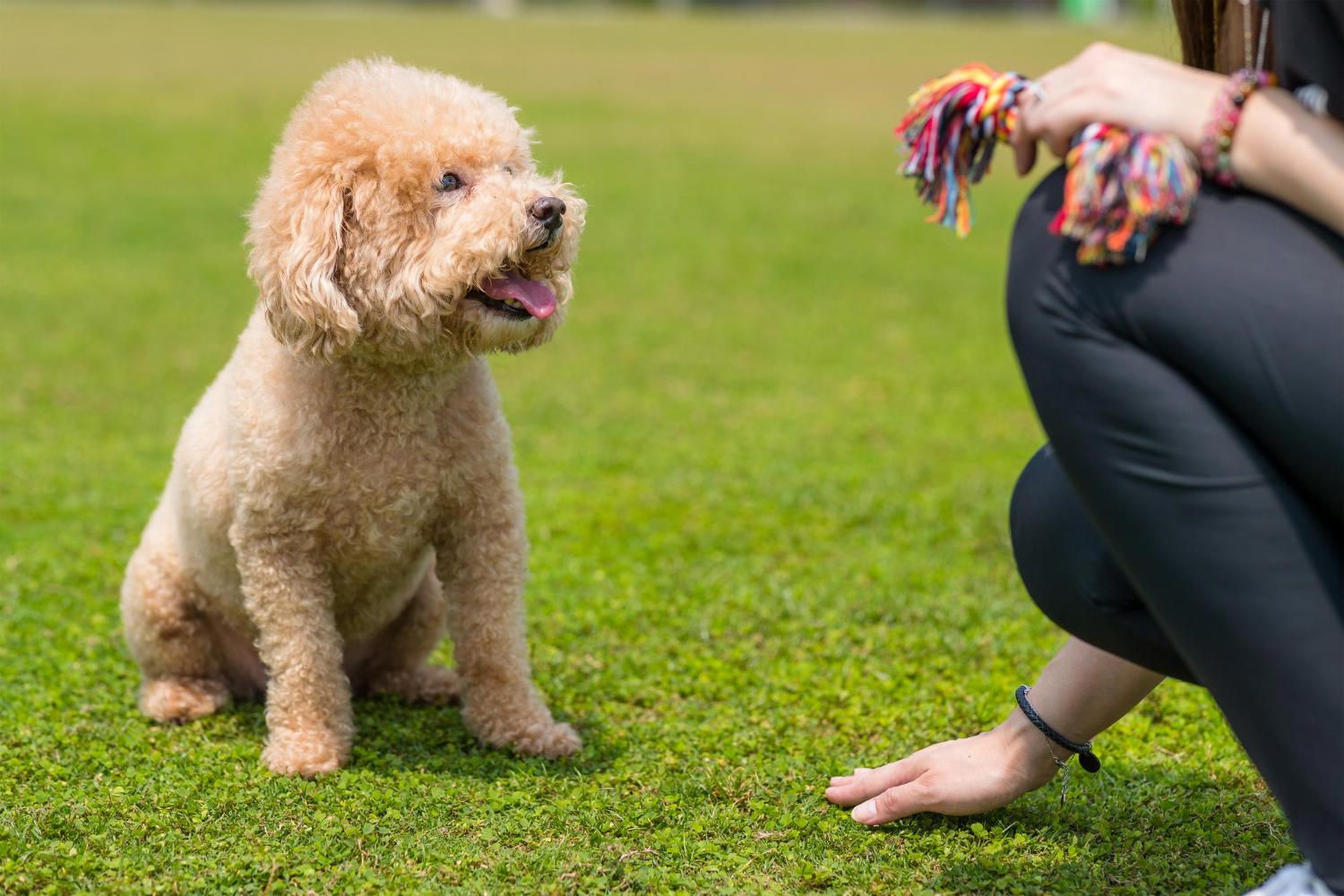 Uncovering the Unique Characteristics of the Poodle Breed