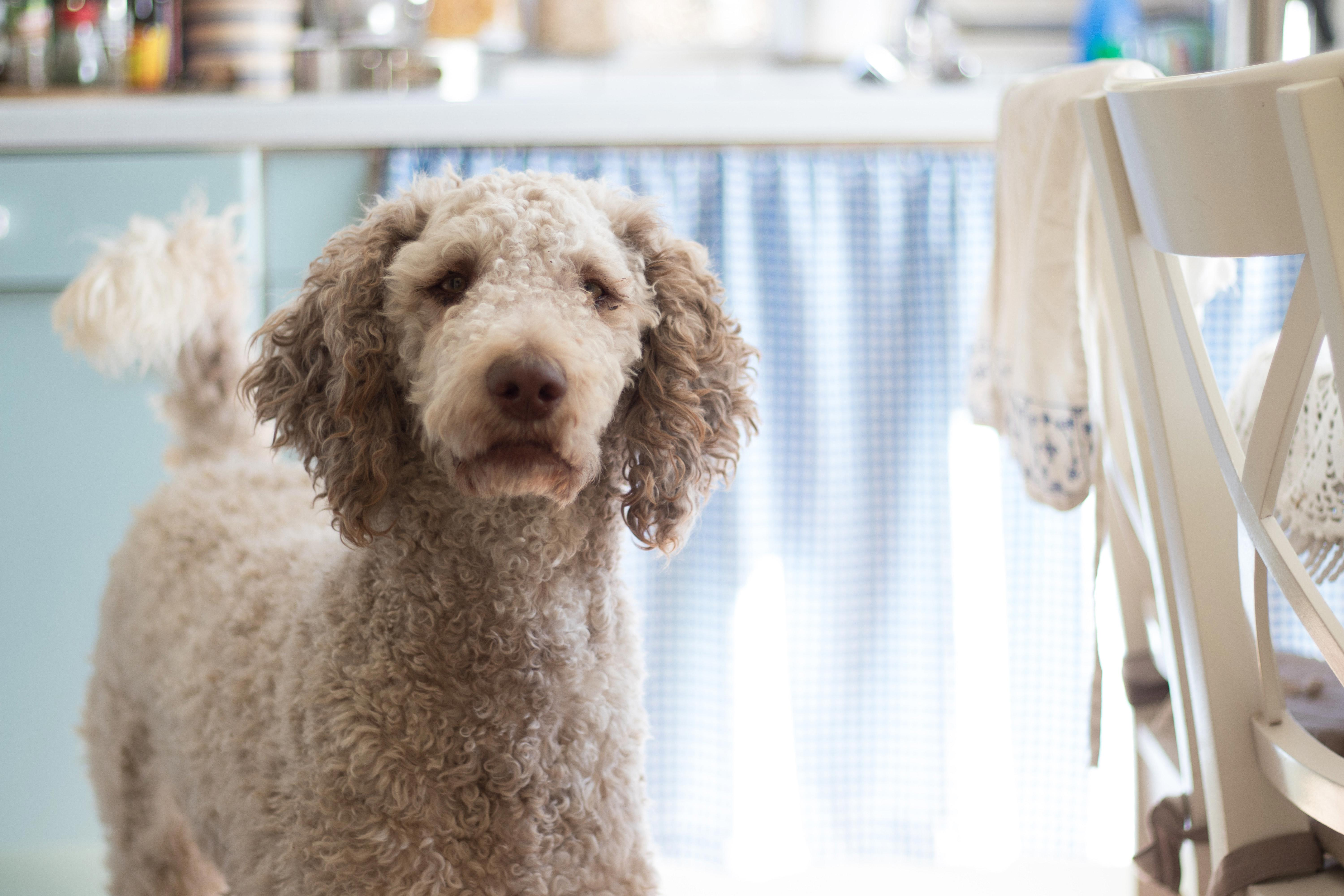 Unlocking the Potential of Poodles: Training Them to Be Guard Dogs