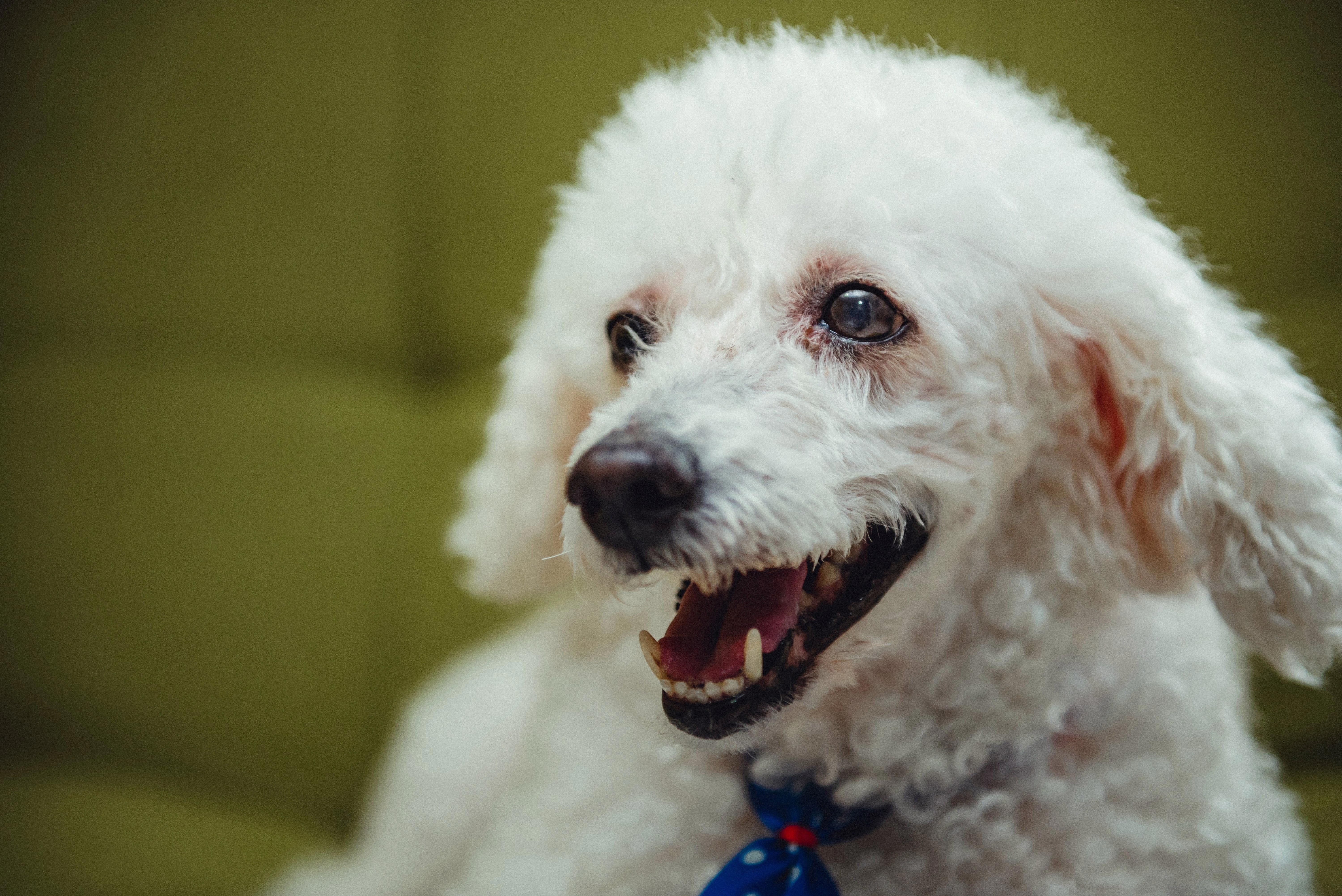 The Essential Guide to Grooming a Poodle
