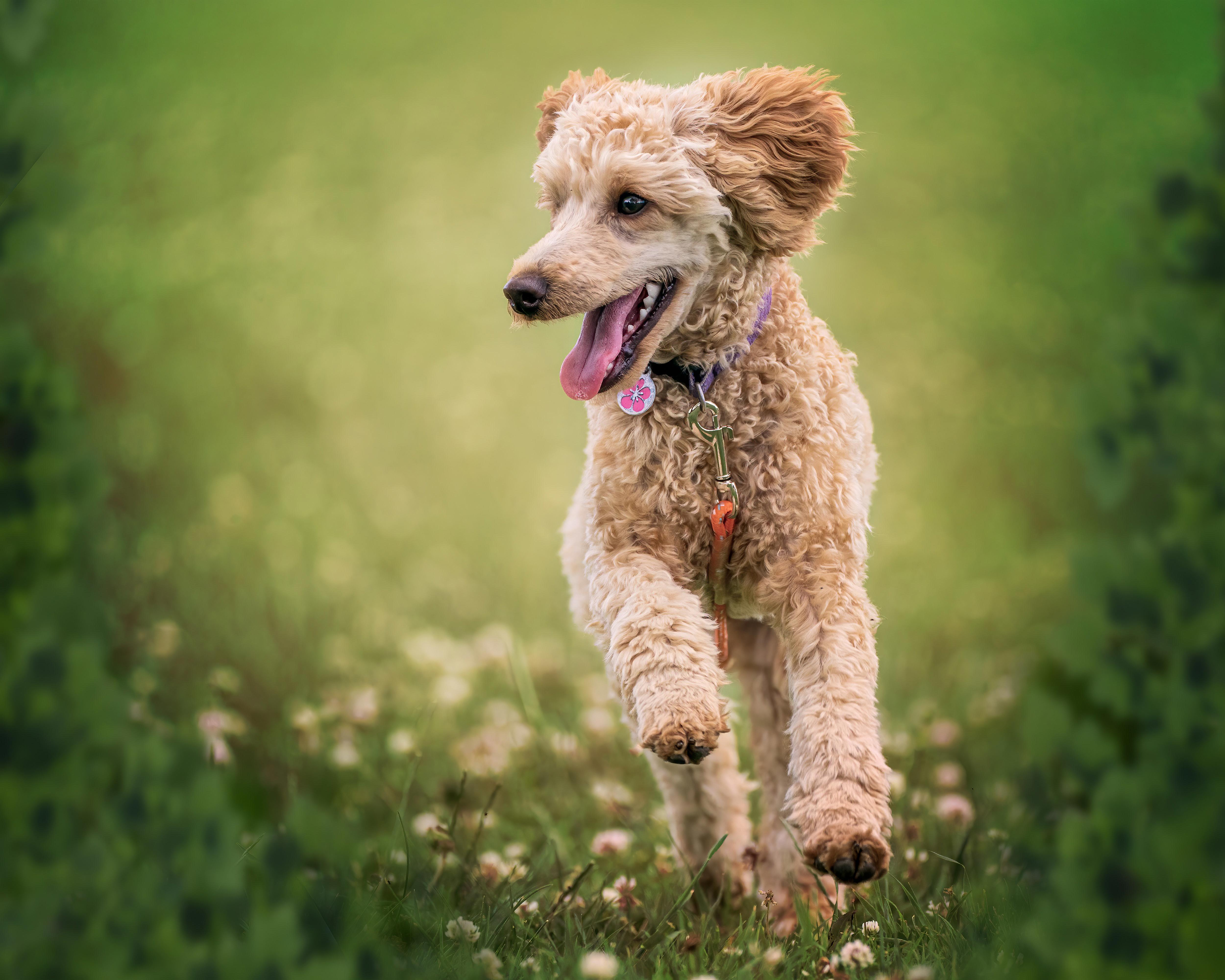 Unearthing the Possibilities: Can Poodles Be Trained for Service Dog Work?
