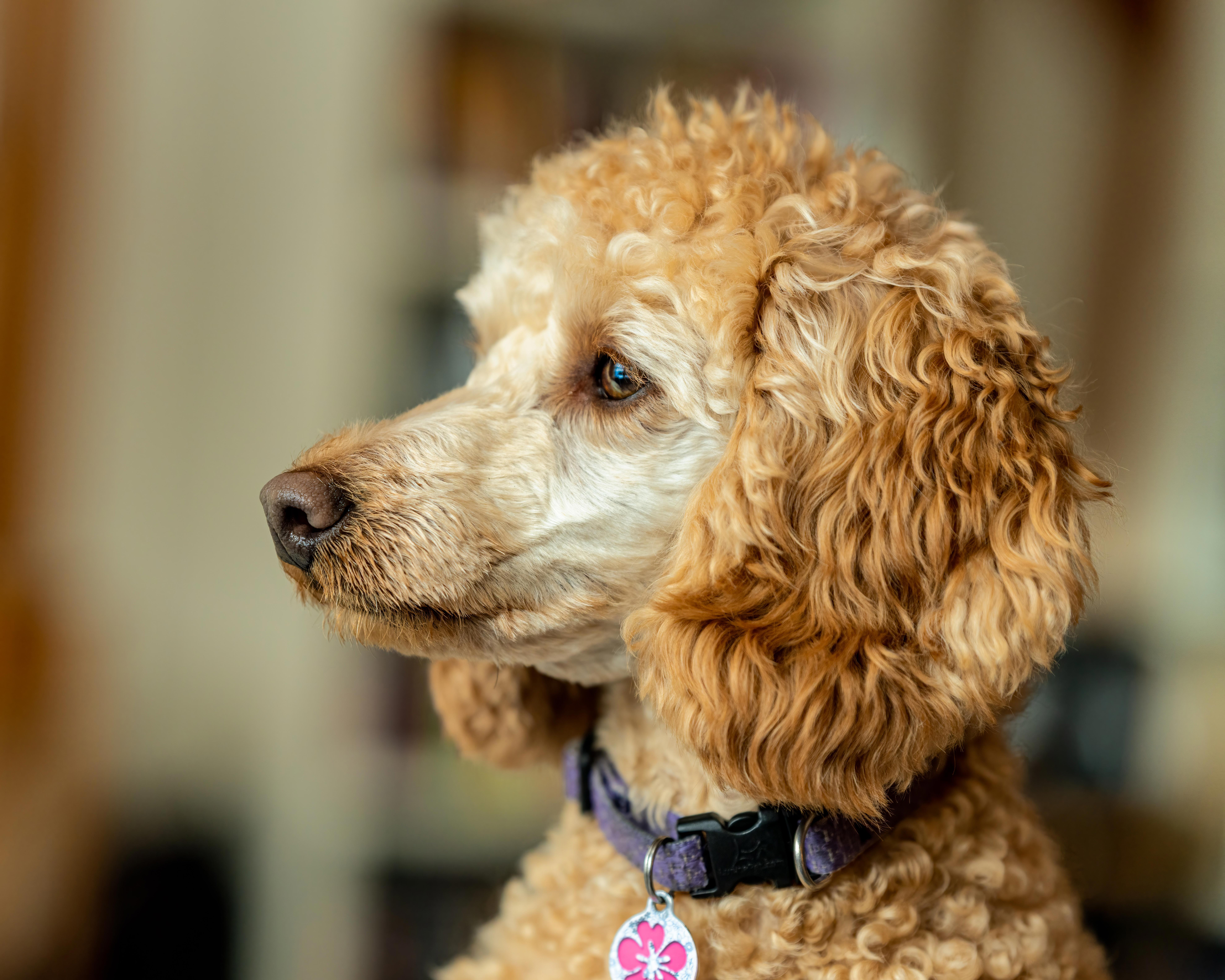 Tracing the Origins of the French Poodle: A Look Back at the History of a Beloved Breed