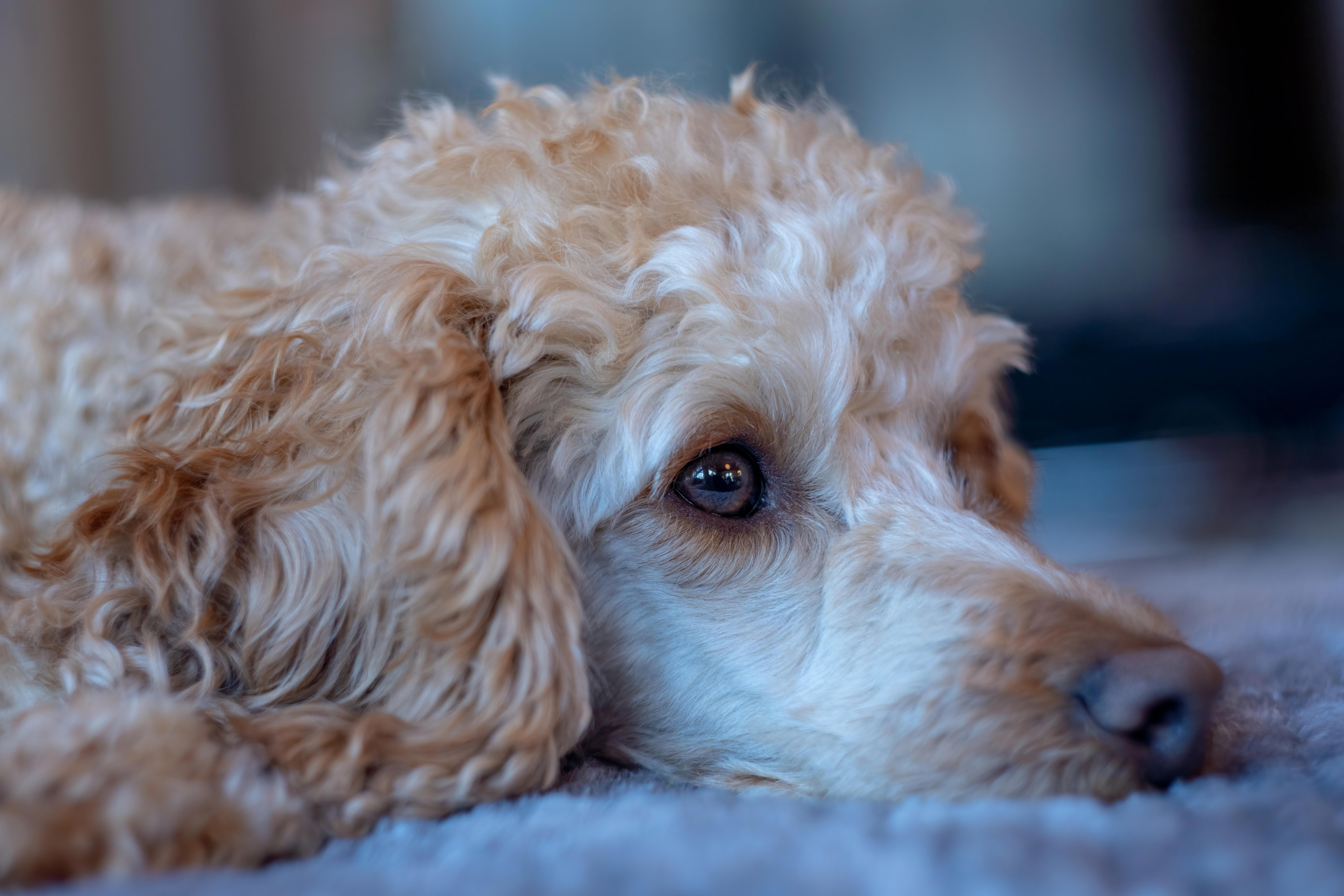 The Perfect Apartment Dog: Exploring the Benefits of Owning a Poodle