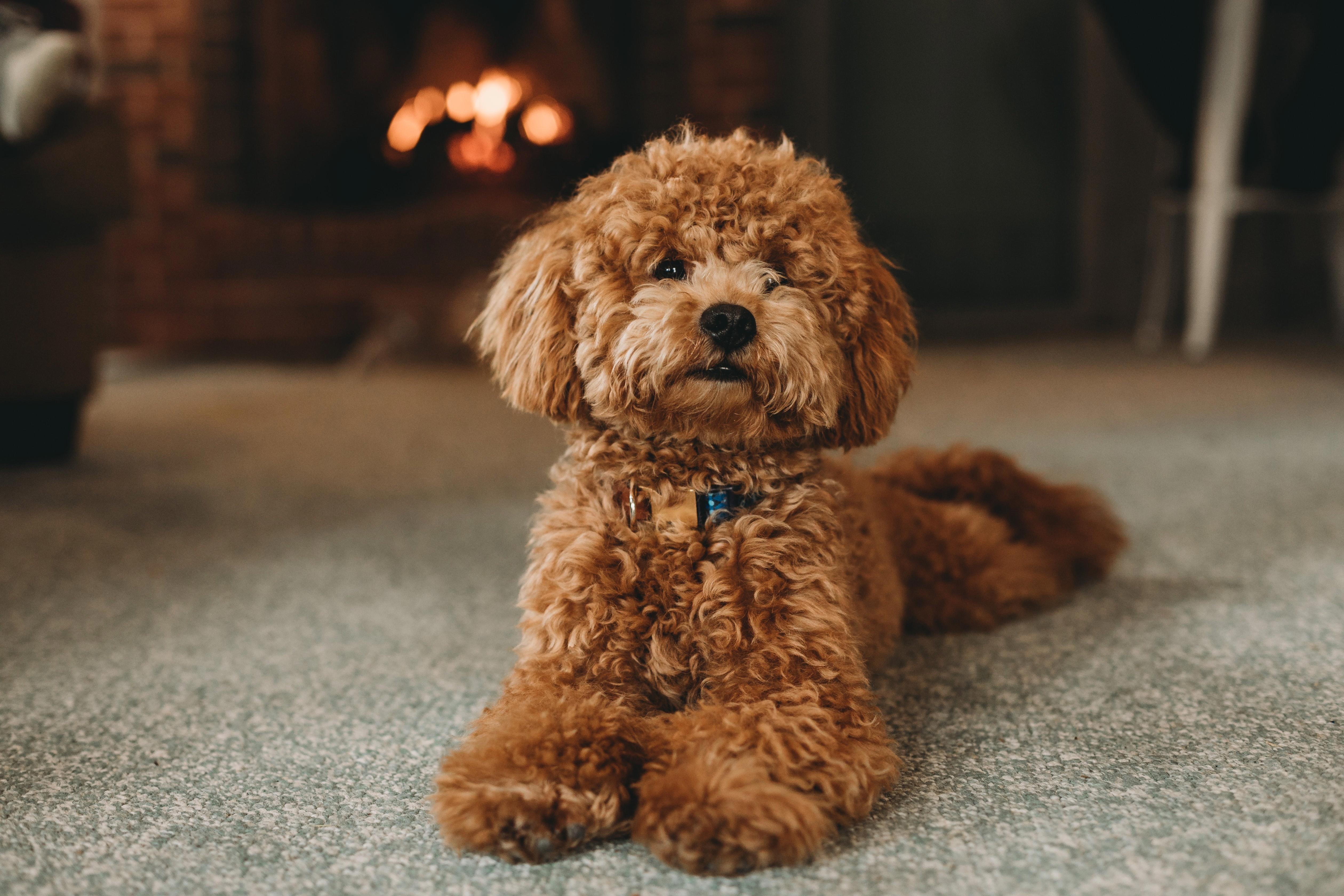 Uncovering the Life Expectancy of a Poodle: How Long Will Your Furry Friend Be Around?