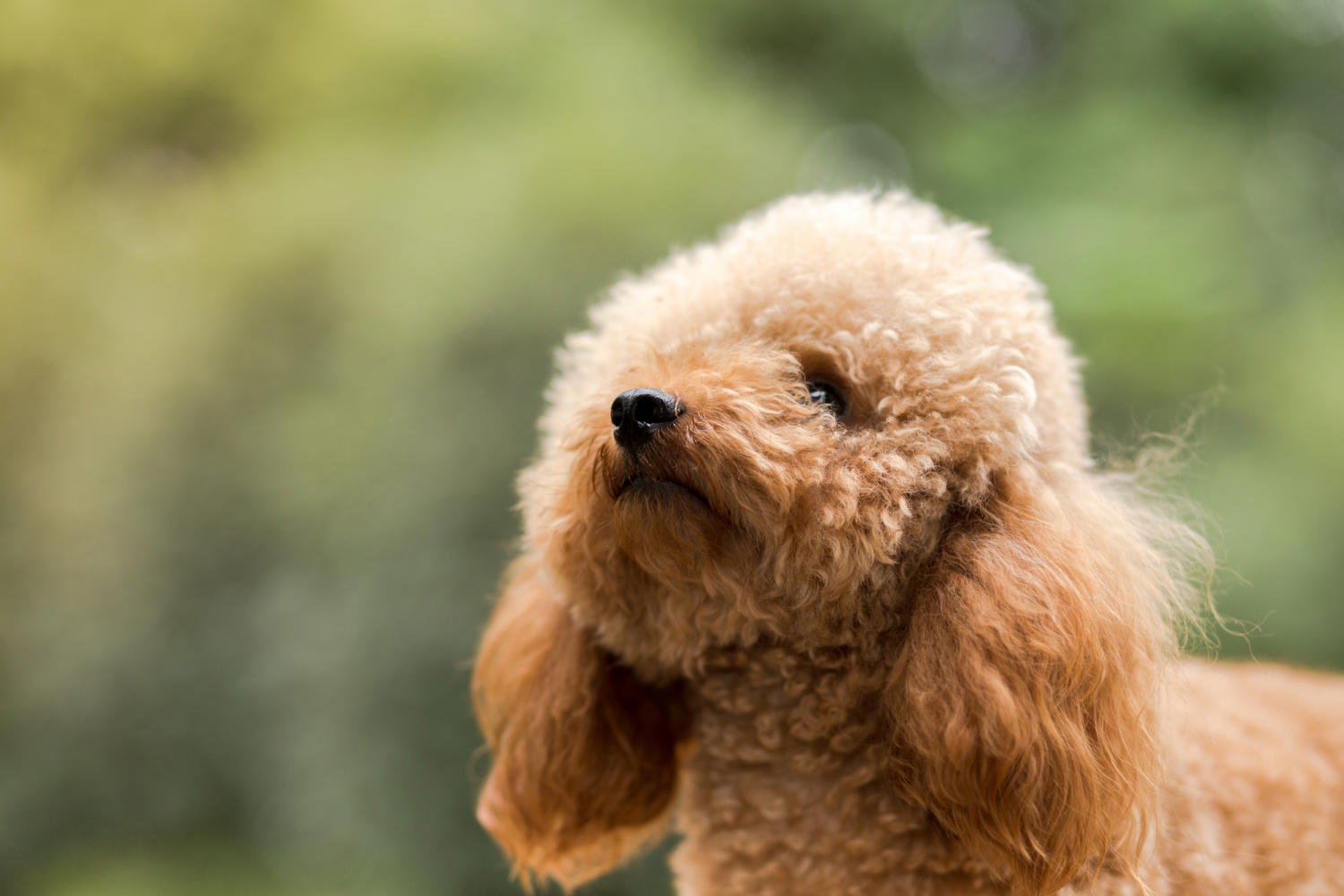 Unleashing the Water-Loving Potential of Your Poodle: Teaching Your Poodle to Swim